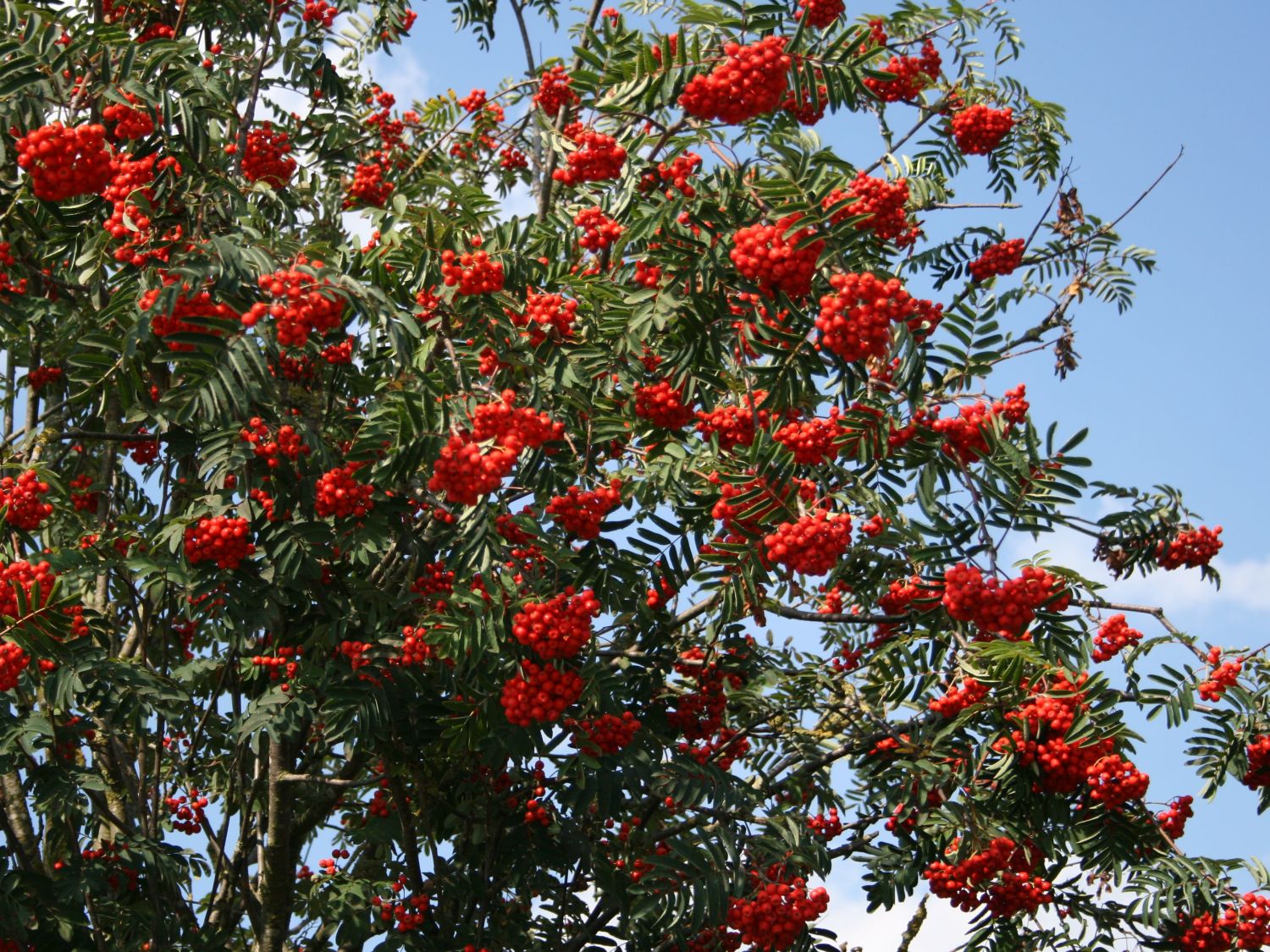 Vogelbeere / Eberesche - Sorbus aucuparia - Baumschule Horstmann