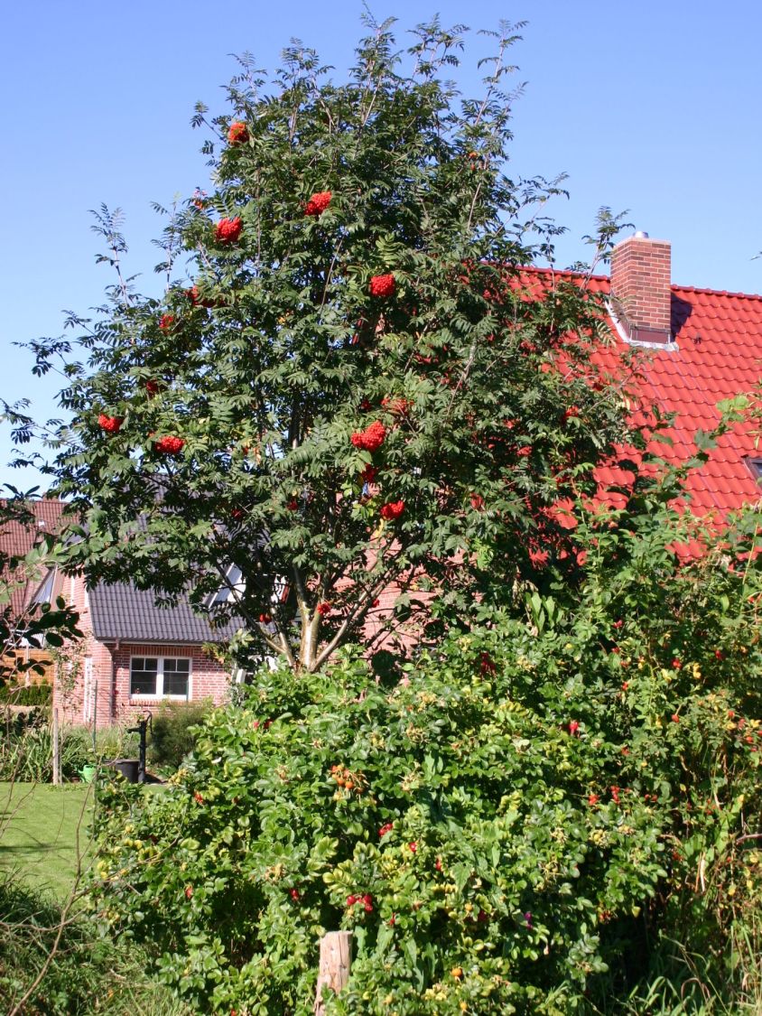 - Eberesche Baumschule - Sorbus Vogelbeere Horstmann / aucuparia