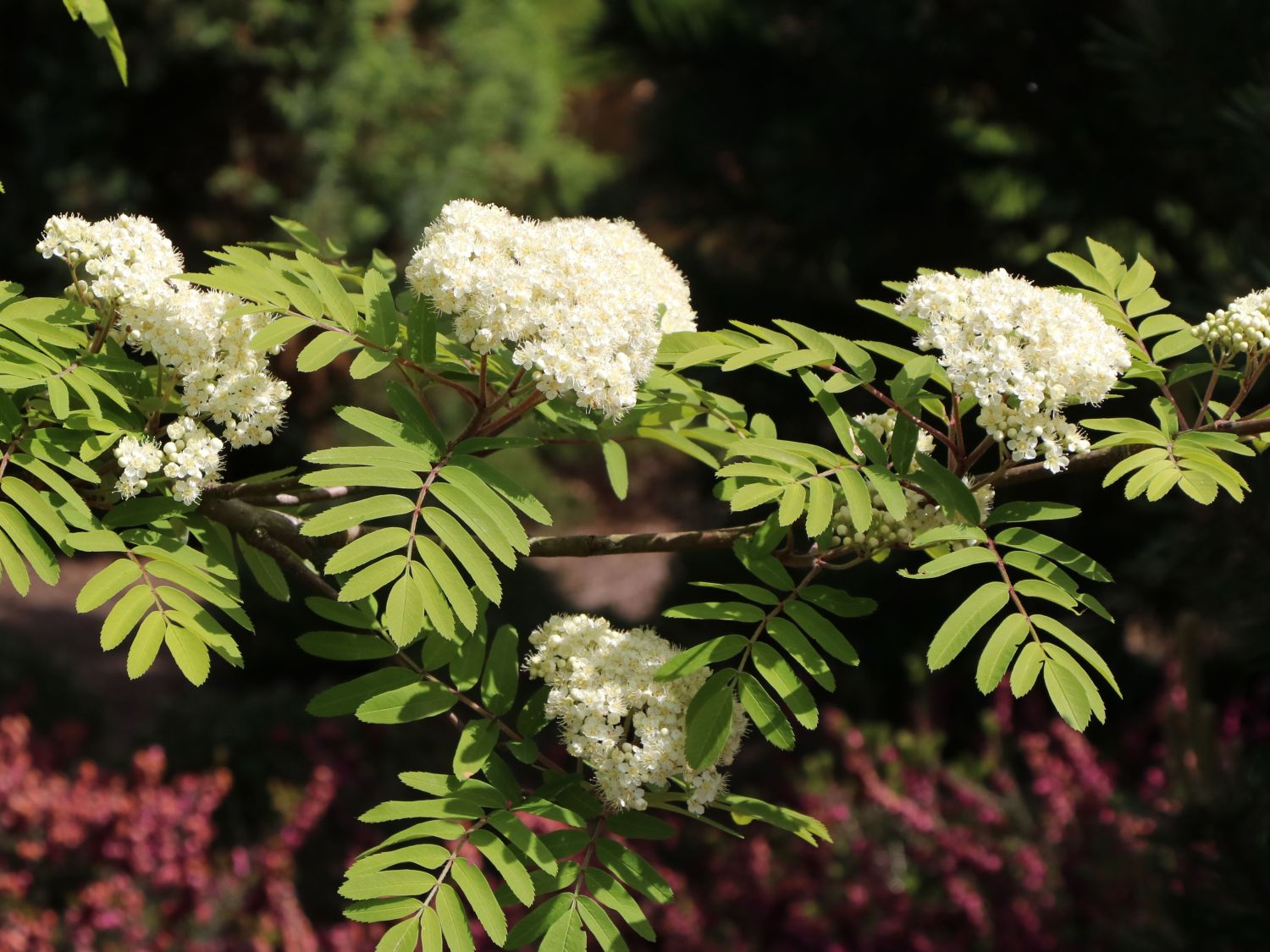 Vogelbeere / Eberesche - Sorbus aucuparia - Baumschule Horstmann