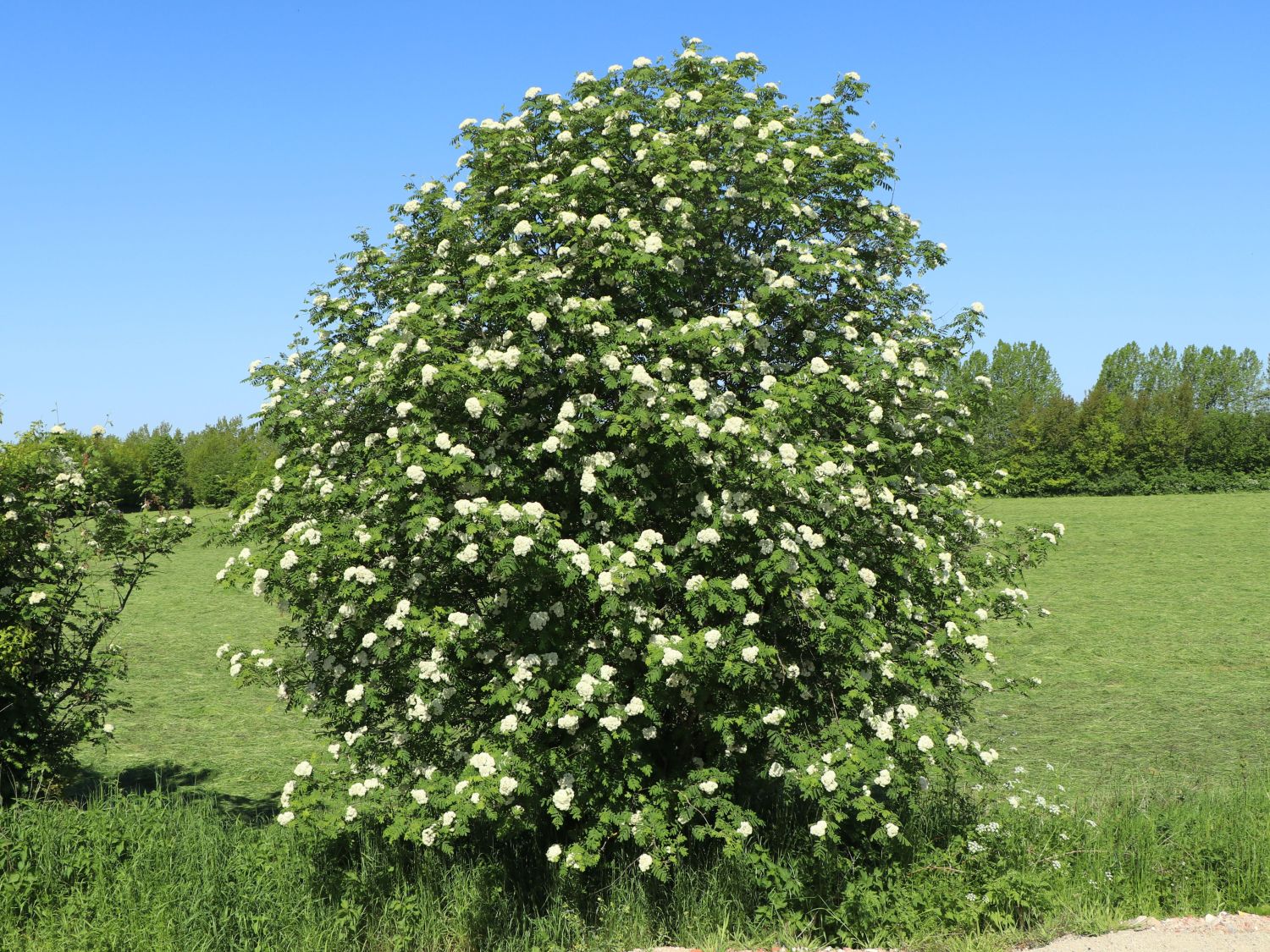 Sorbus - / Eberesche Baumschule aucuparia - Horstmann Vogelbeere