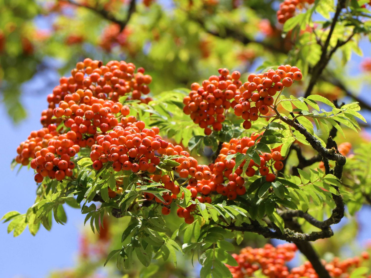 Vogelbeere / Eberesche 'Rosina' - Sorbus aucuparia 'Rosina' - Baumschule  Horstmann