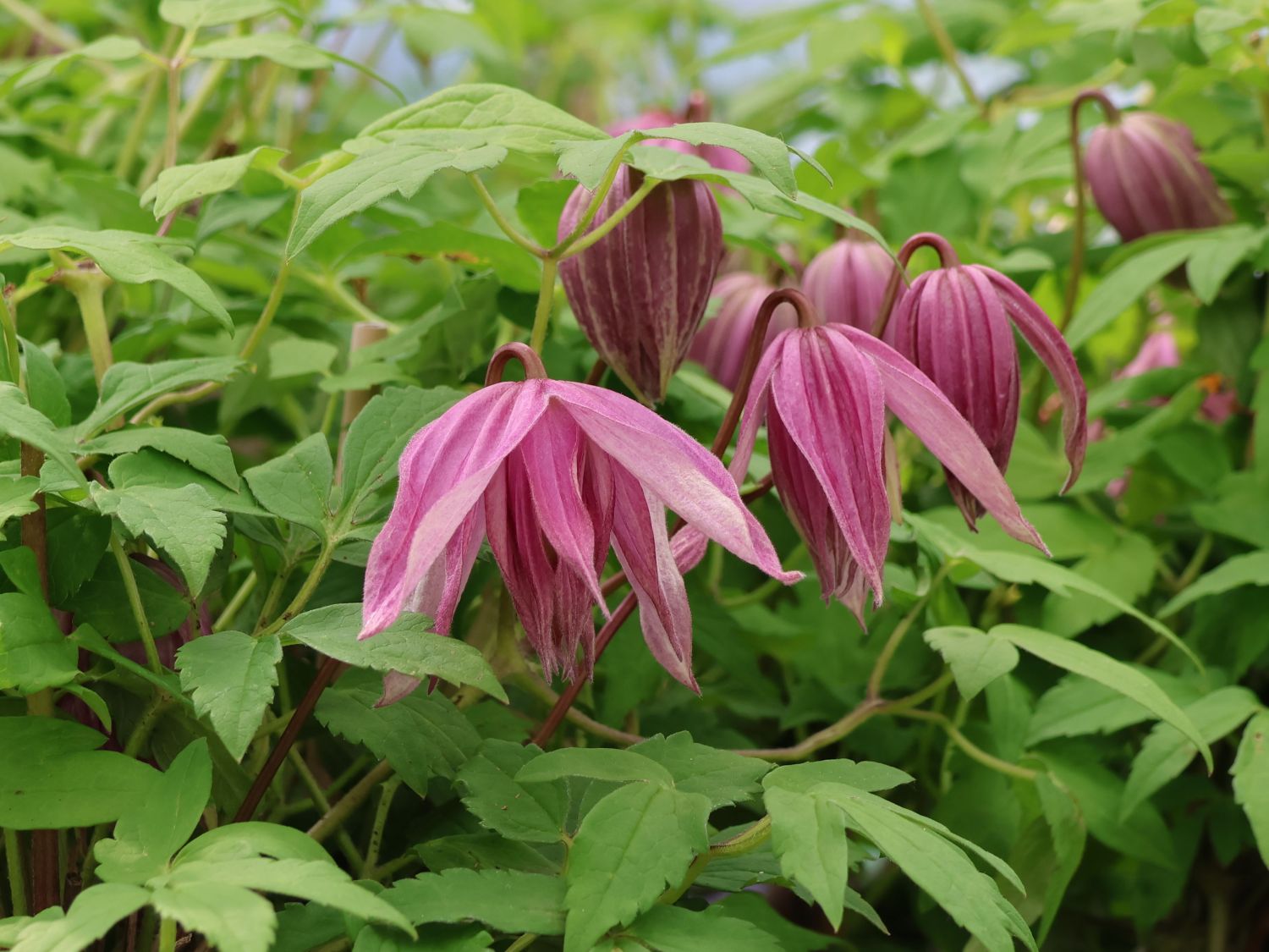 Waldrebe 'Purple Dream' - Clematis 'Purple Dream' - Baumschule Horstmann
