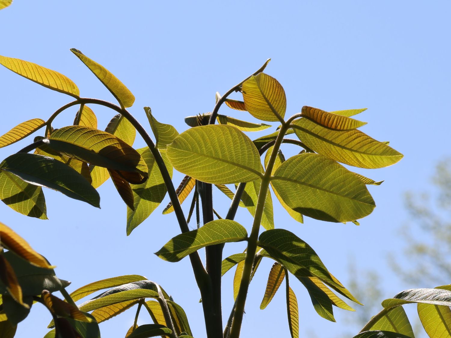 Veredelte Walnuss - Juglans Regia 'Lake' - Grüne Blütenkätzchen