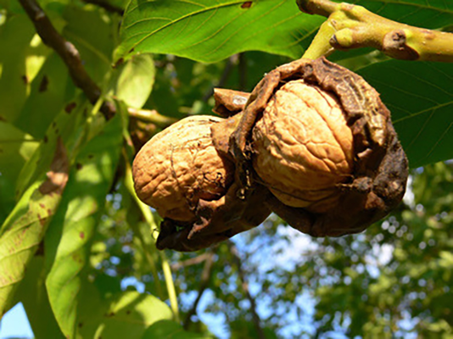 Walnuss &amp;#39;Esterhazy II&amp;#39; Veredelung - Juglans regia &amp;#39;Esterhazy II ...
