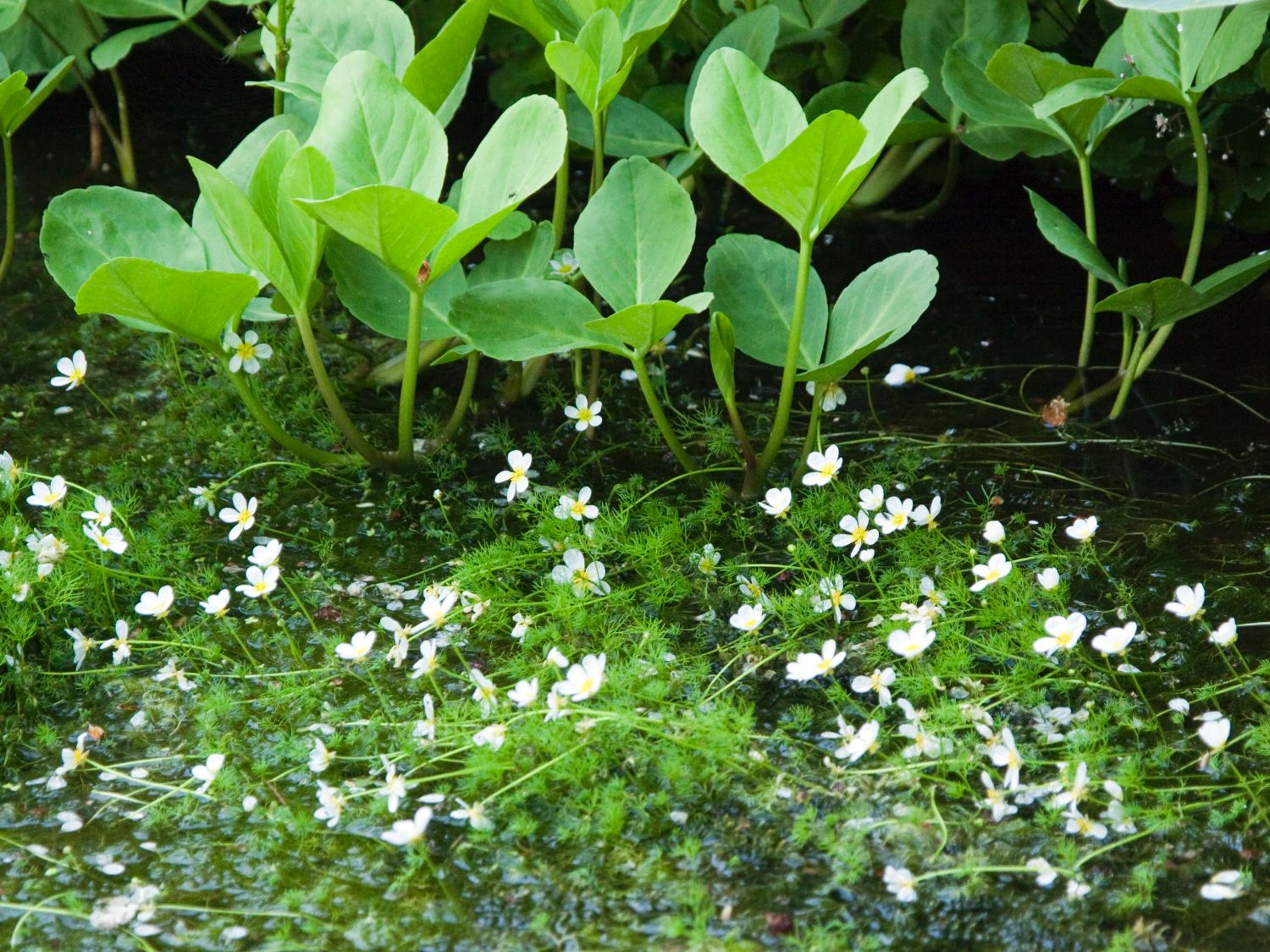 Ranunculus aquatilis weiß Wasserhahnenfuß Wasserpflanzen Wolff Klärpflanze! 