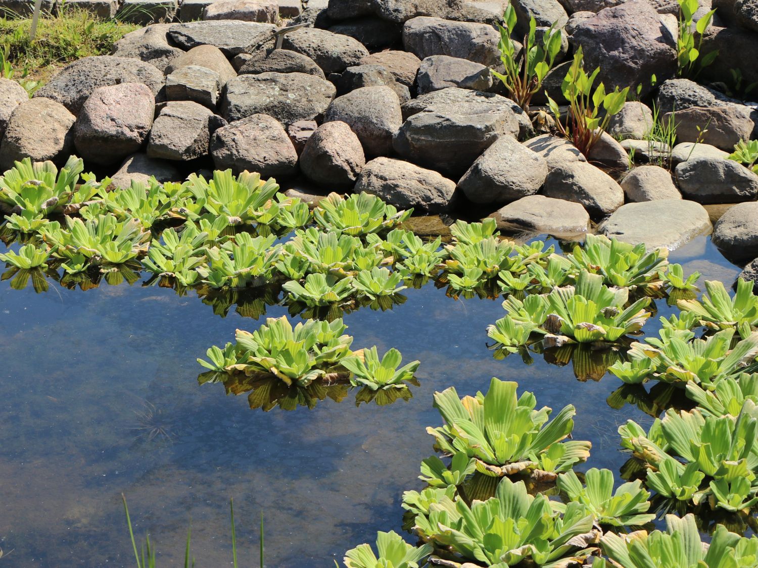 baumschule horstmann pistia