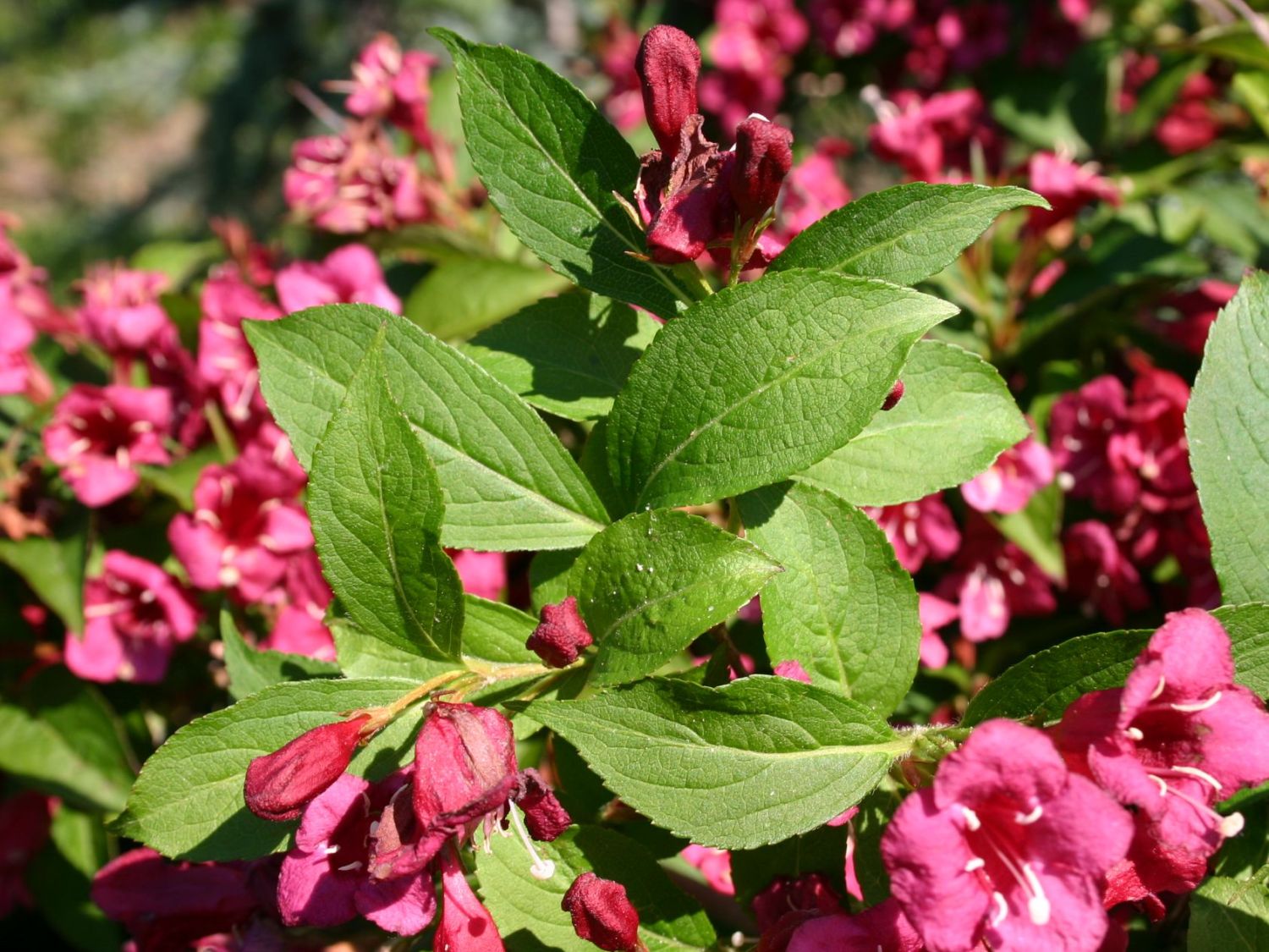 Weigelie 'Bristol Ruby' Weigela 'Bristol Ruby' Baumschule Horstmann