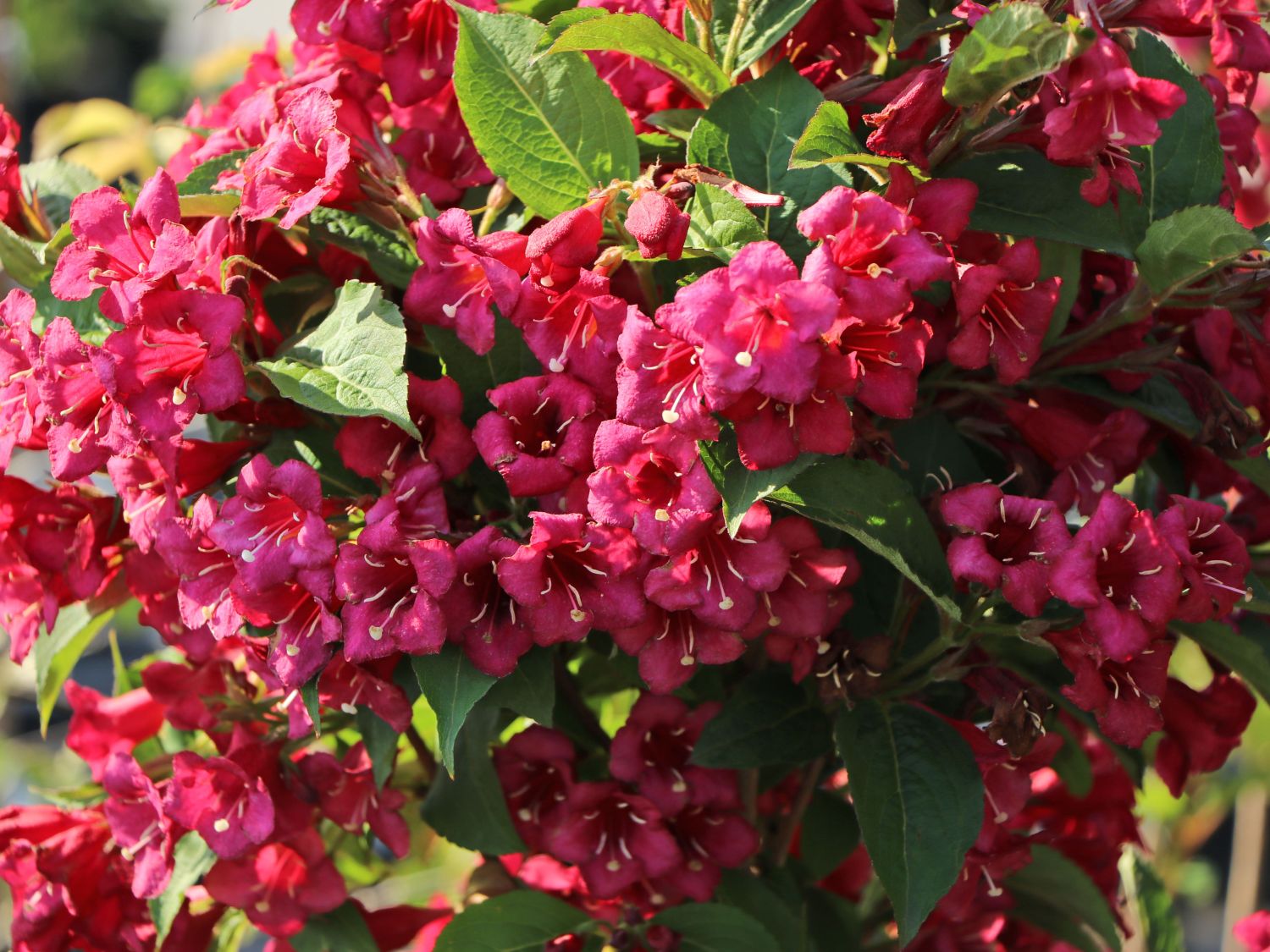 Weigelie 'Bristol Ruby' - Weigela 'Bristol Ruby' - Baumschule Horstmann