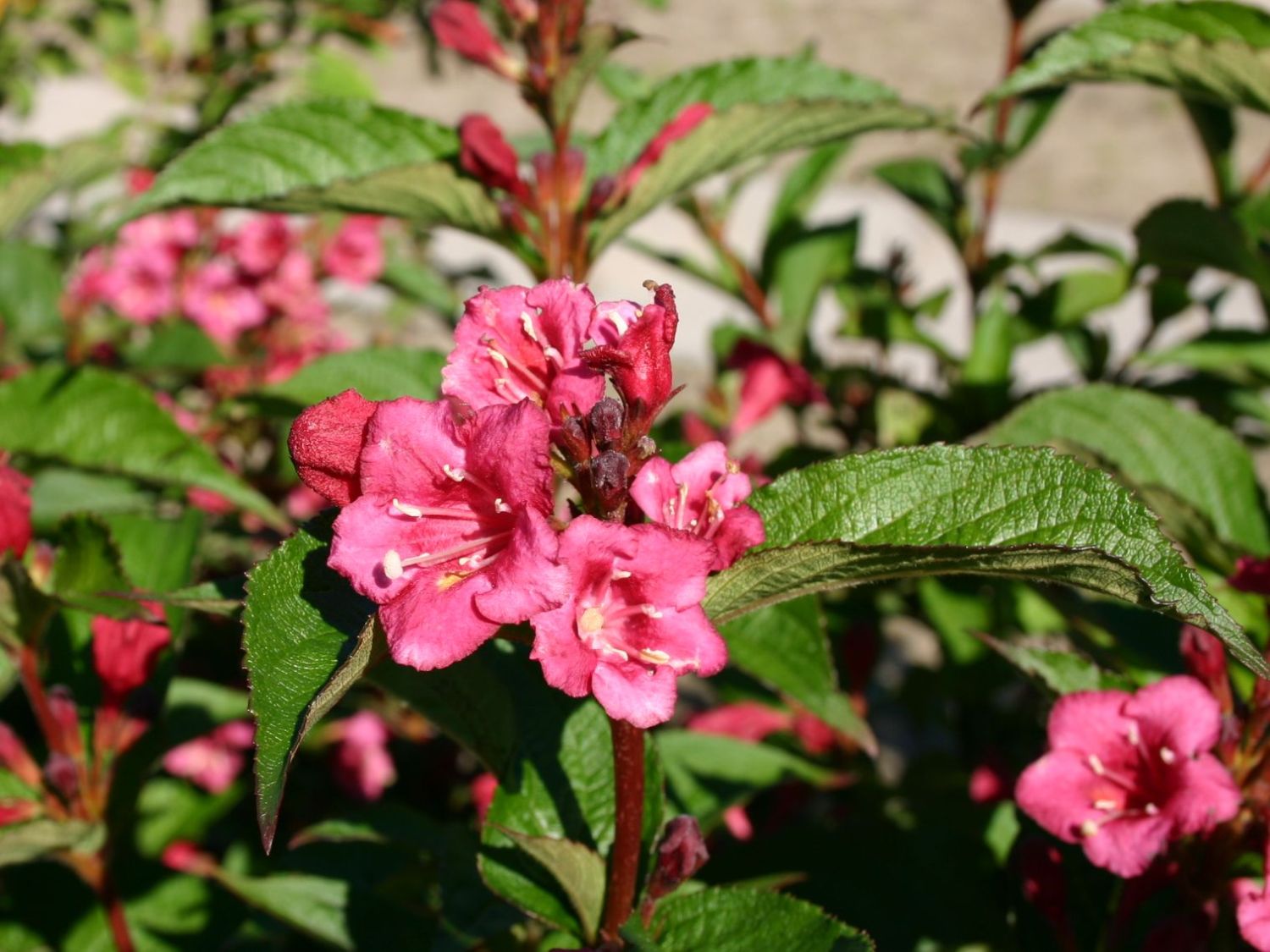 Weigelie 'Bristol Ruby' Weigela 'Bristol Ruby' Baumschule Horstmann