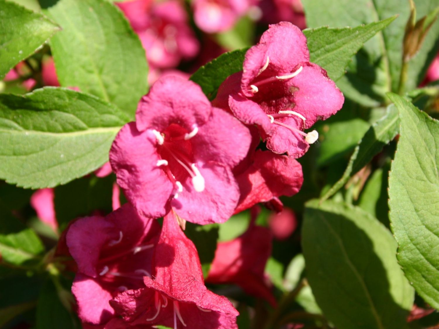 Weigelie 'Bristol Ruby' Weigela 'Bristol Ruby' Baumschule Horstmann