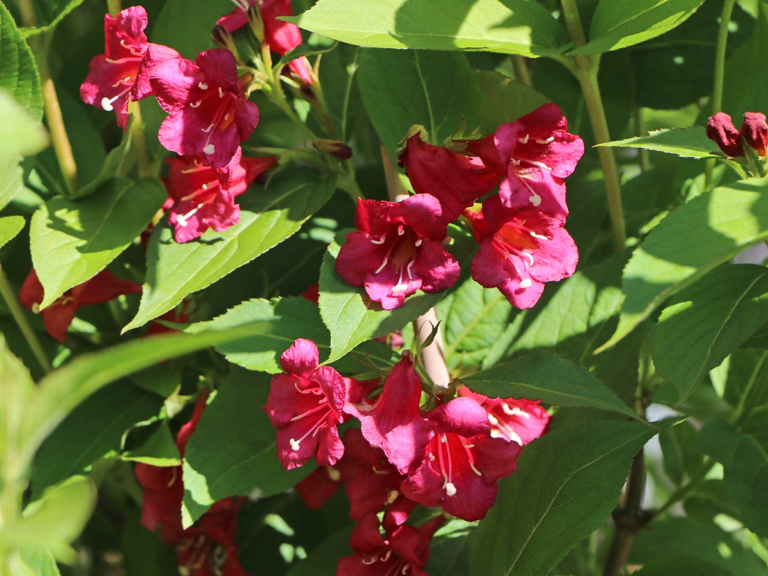 Weigelie 'Bristol Ruby' - Weigela 'Bristol Ruby' - Baumschule Horstmann