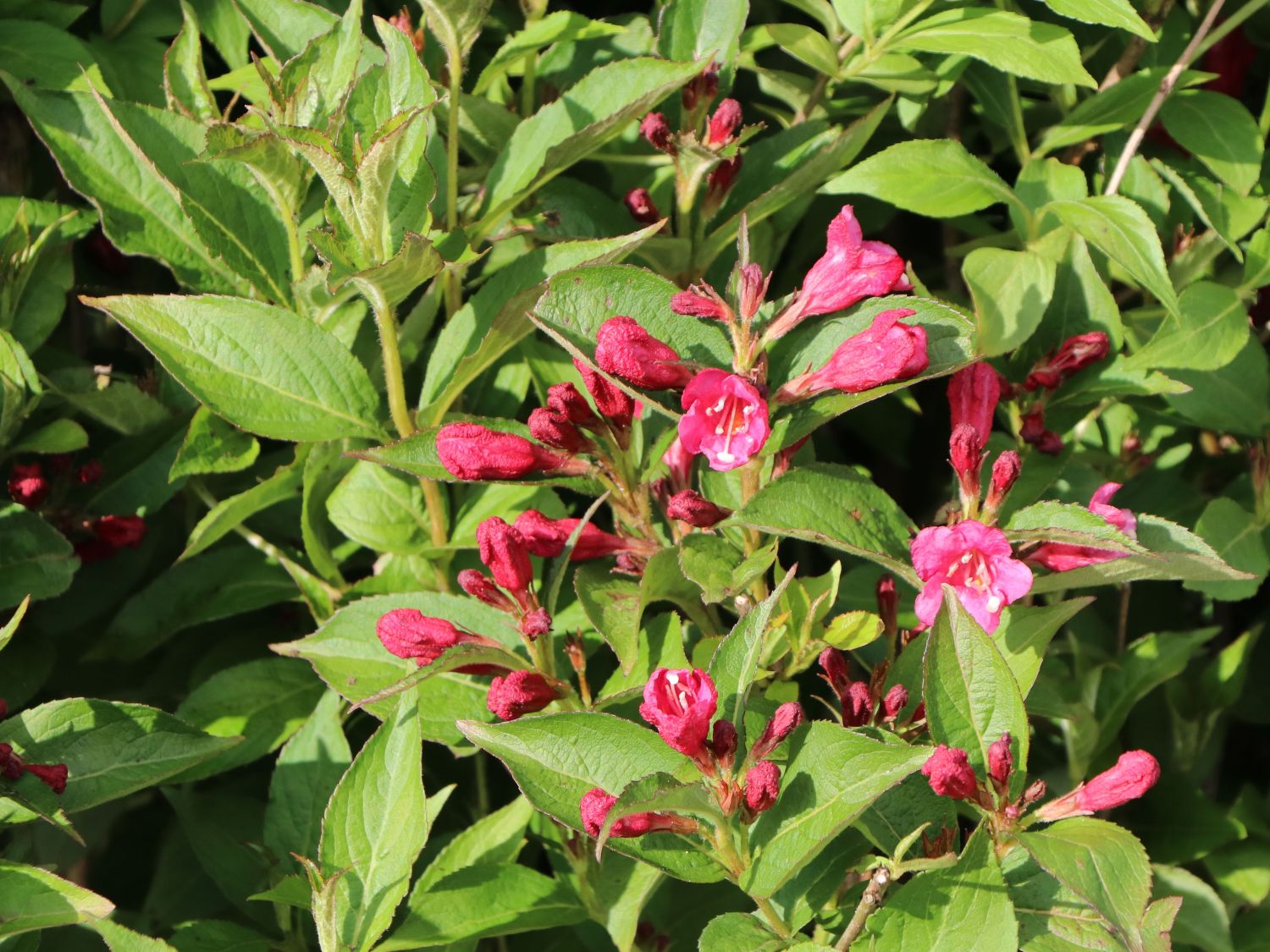 Weigelie 'Bristol Ruby' - Weigela 'Bristol Ruby' - Baumschule Horstmann