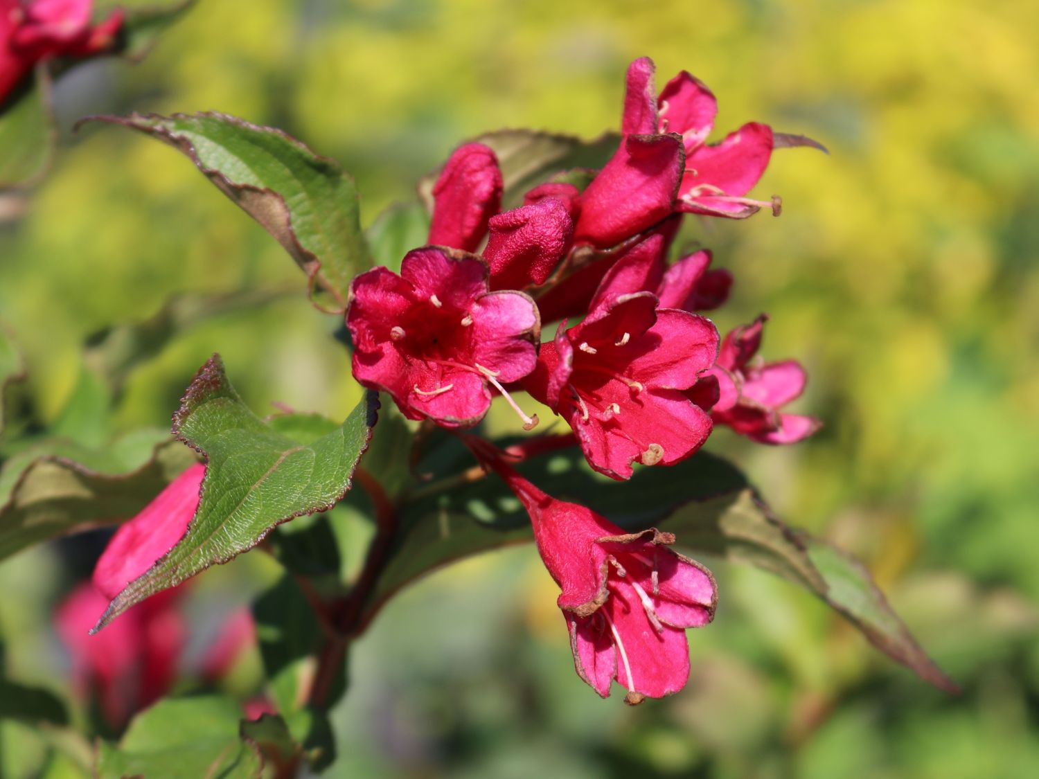 Weigelie 'Red Prince' - Weigela 'Red Prince' - Baumschule Horstmann