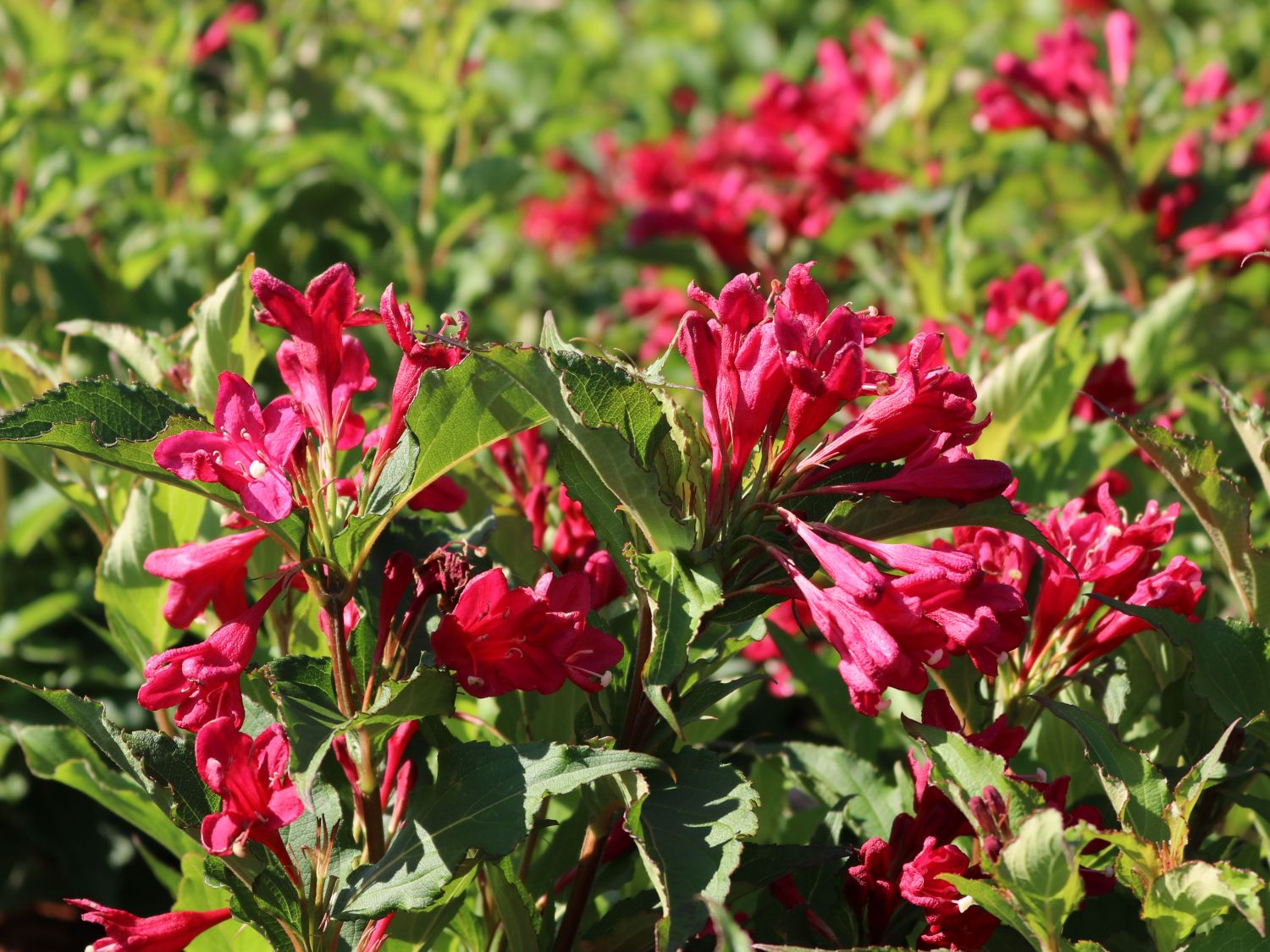 Weigelie 'Red Prince' - Weigela 'Red Prince' - Baumschule Horstmann