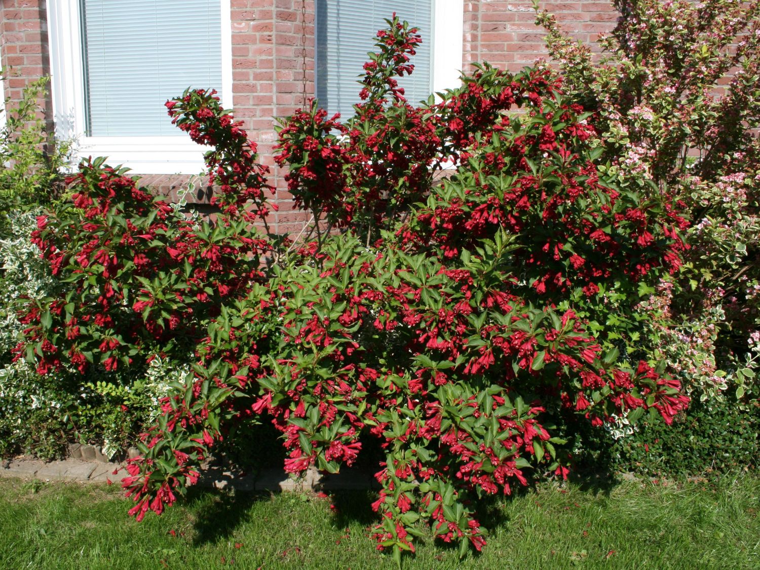 Weigelie 'Red Prince' - Weigela 'Red Prince' - Baumschule Horstmann