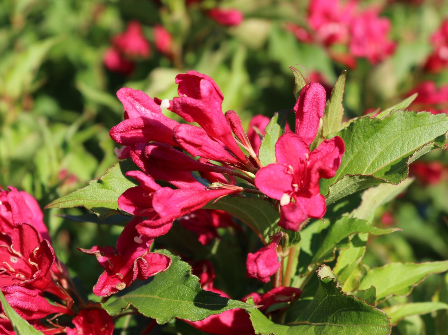 Weigelie 'Red Prince' - Weigela 'Red Prince' - Baumschule Horstmann