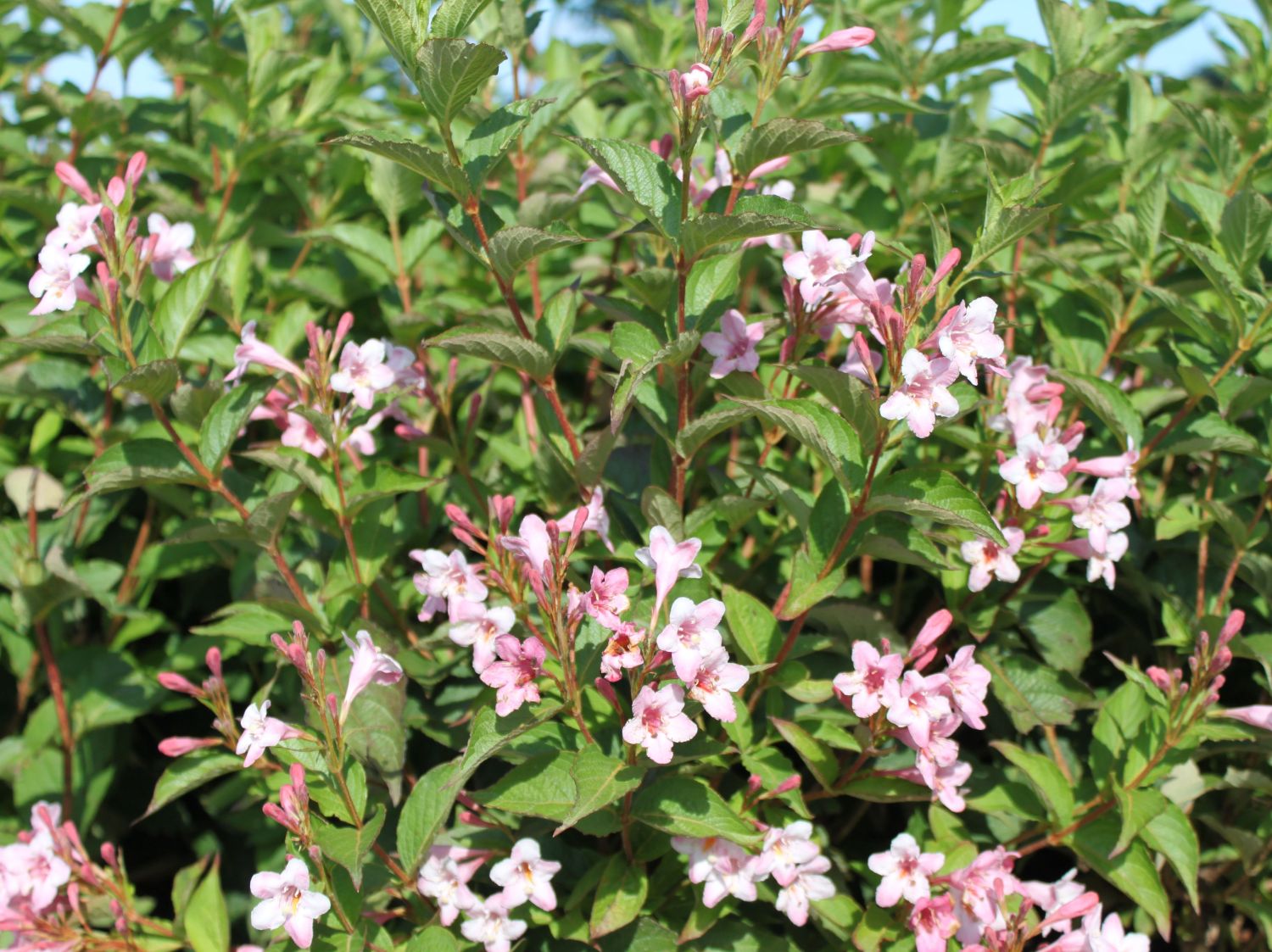 Weigelien (Weigela) Infos & Pflanzen dieser Gattung
