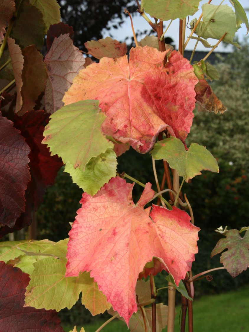 Weintraube 'Lakemont' - Vitis 'Lakemont' - Baumschule Horstmann