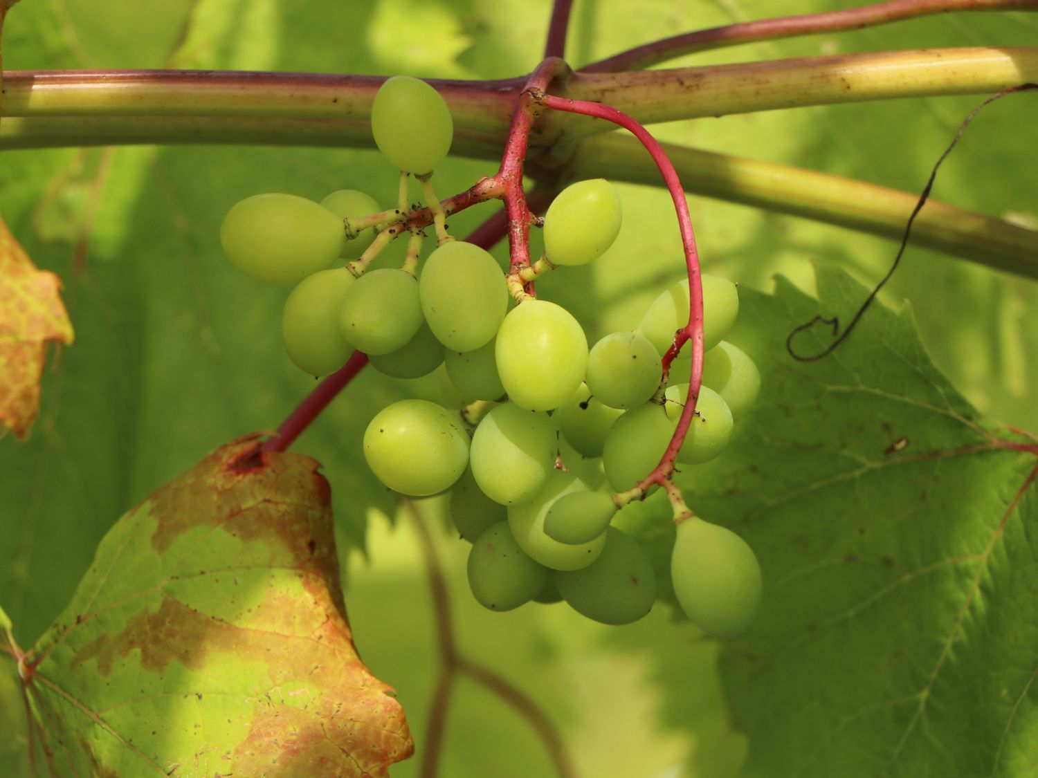 Weintraube 'Lakemont' - Vitis 'Lakemont' - Baumschule Horstmann