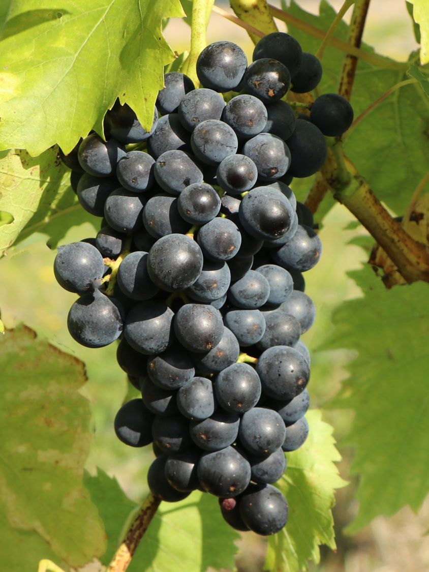 Vitis vinifera Muskat Blue blau Weinrebe Tafeltraube Wein Weintraube Winzersorte 