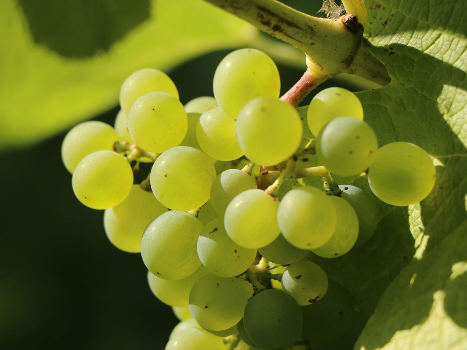 Weintraube &amp;#39;Muskateller&amp;#39; - Vitis &amp;#39;Muskateller&amp;#39; - Baumschule Horstmann