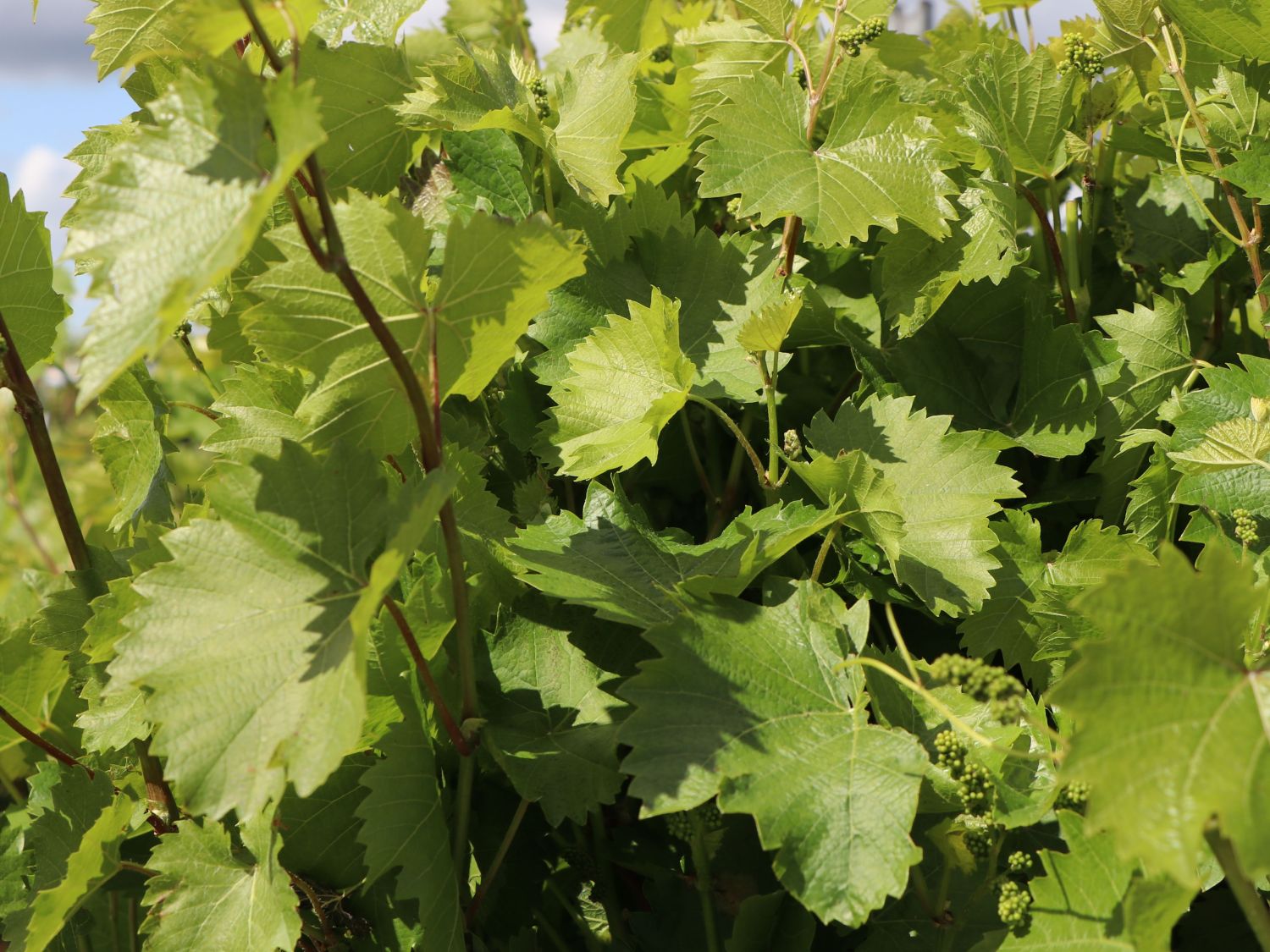 Weintraube 'Phönix' - Vitis 'Phönix' - Baumschule Horstmann