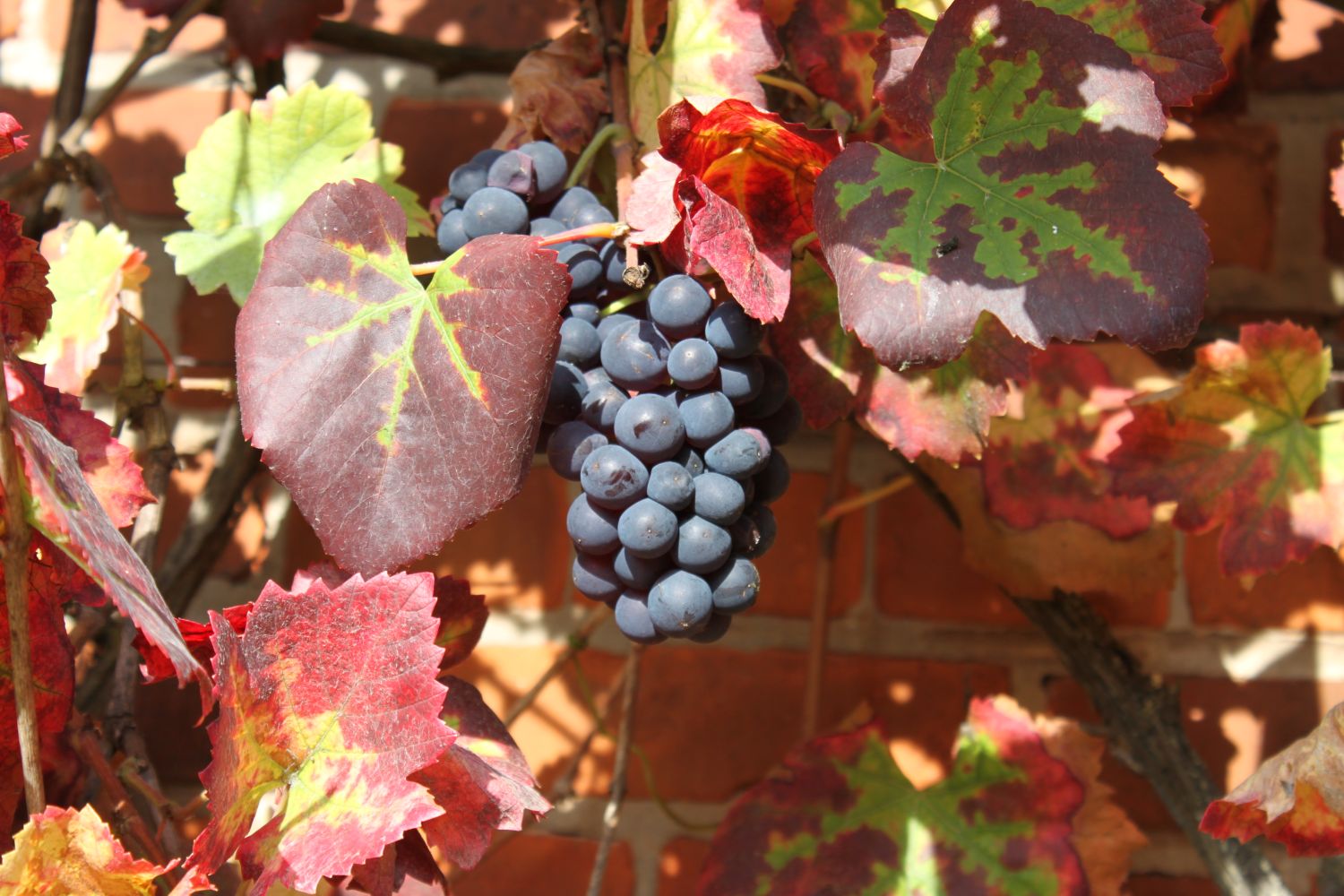 Weintraube 'Regent' - Vitis 'Regent' - Baumschule Horstmann