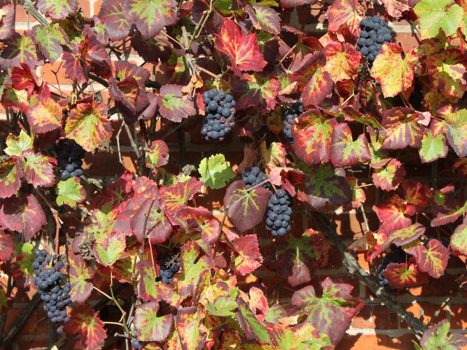 Weintraube 'Regent' - Vitis 'Regent' - Baumschule Horstmann