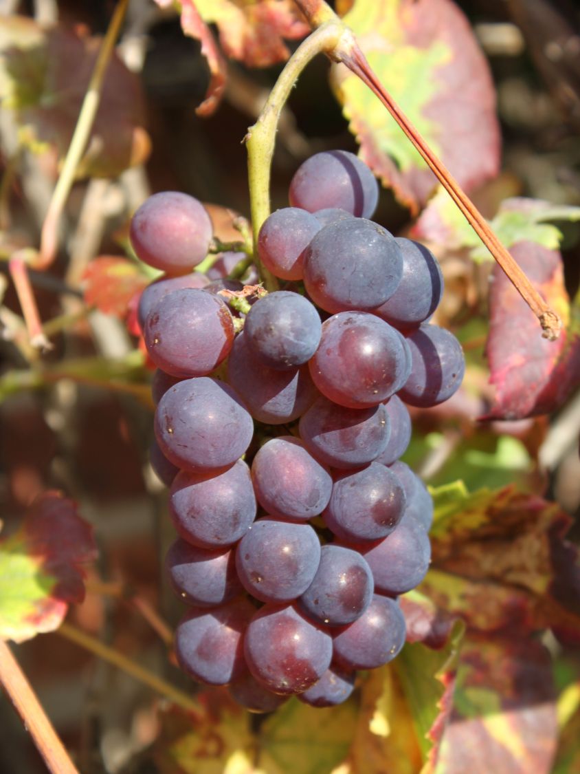 Weintraube \'Regent\' - Vitis \'Regent\' - Baumschule Horstmann | Kräuter