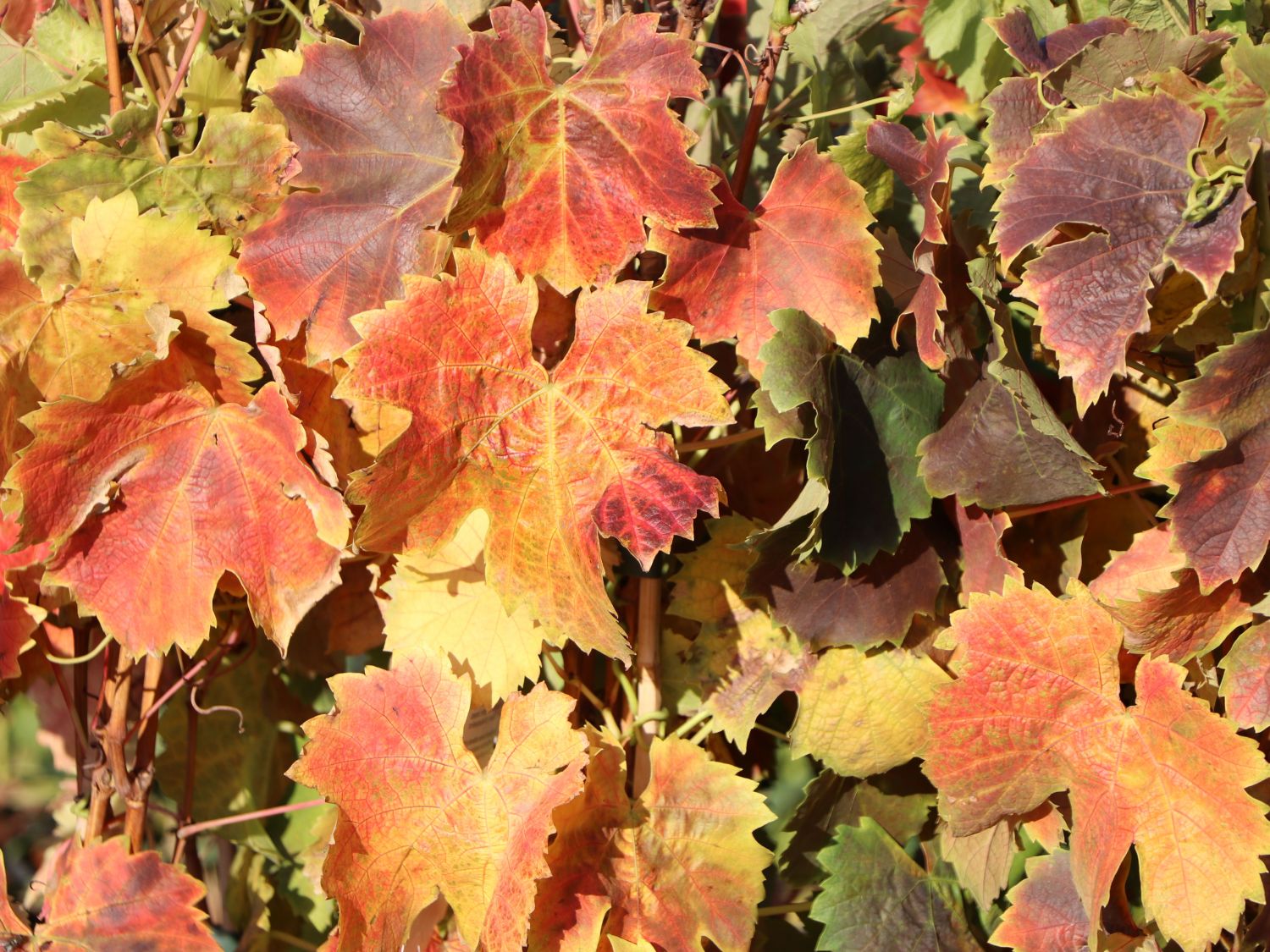 Weintraube 'Regent' - Vitis 'Regent' - Baumschule Horstmann