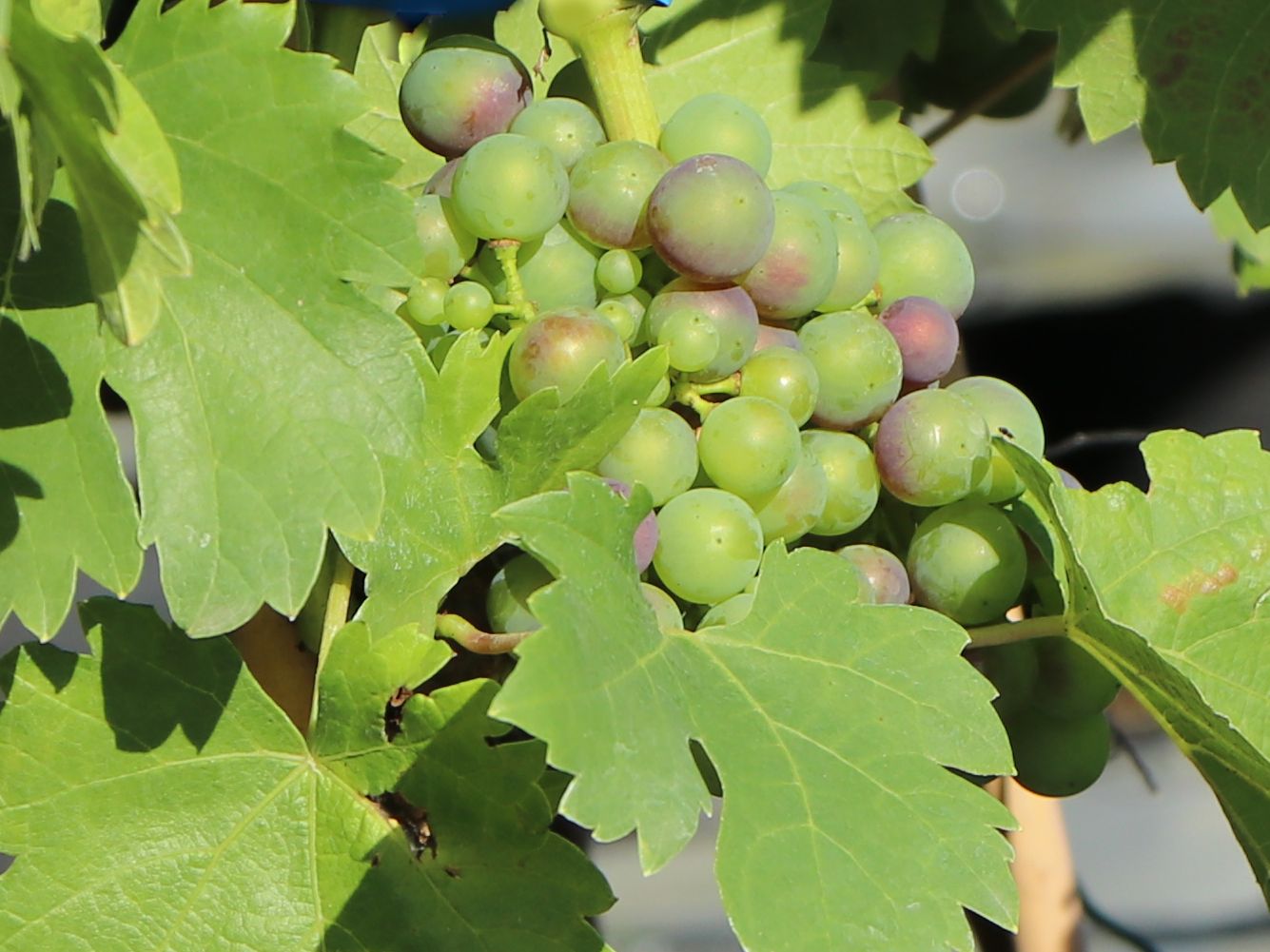 Weintraube Regent Vitis Regent Baumschule Horstmann