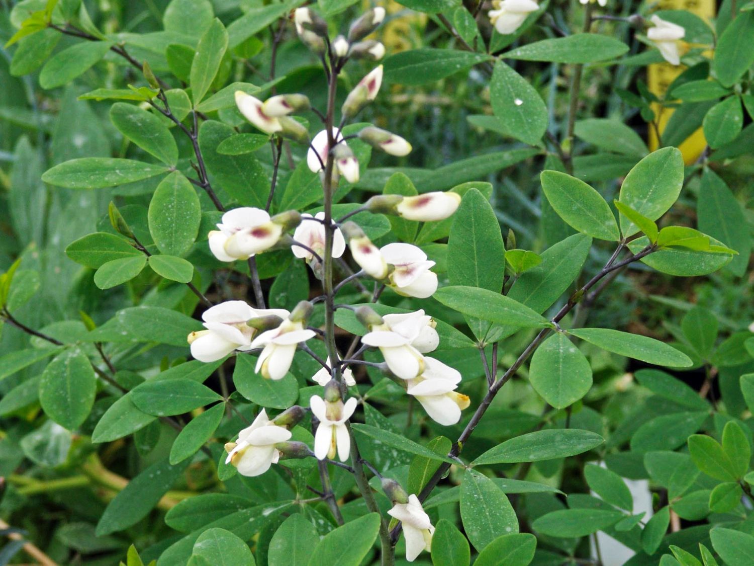 Weiße Färberhülse - Baptisia alba var. macrophylla