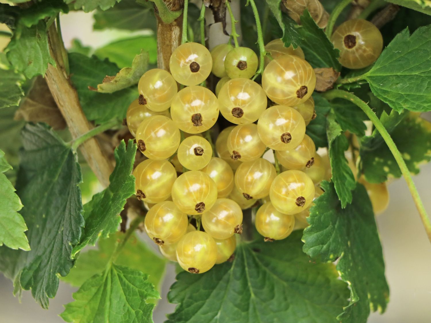 süße Beeren mit Aroma Weiße Versailler Weiße Johannisbeere Pflanze 