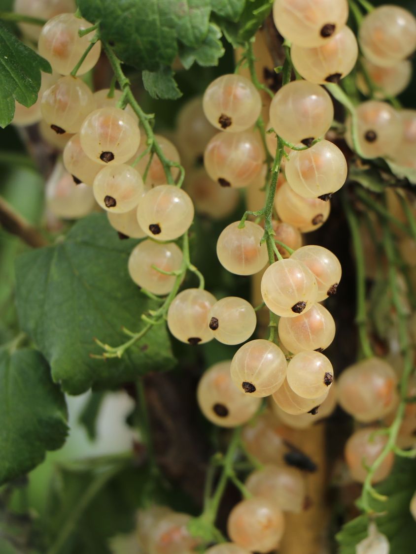 Weiße Johannisbeere 'Weiße Versailler' - Ribes rubrum 'Weiße Versailler' -  Baumschule Horstmann