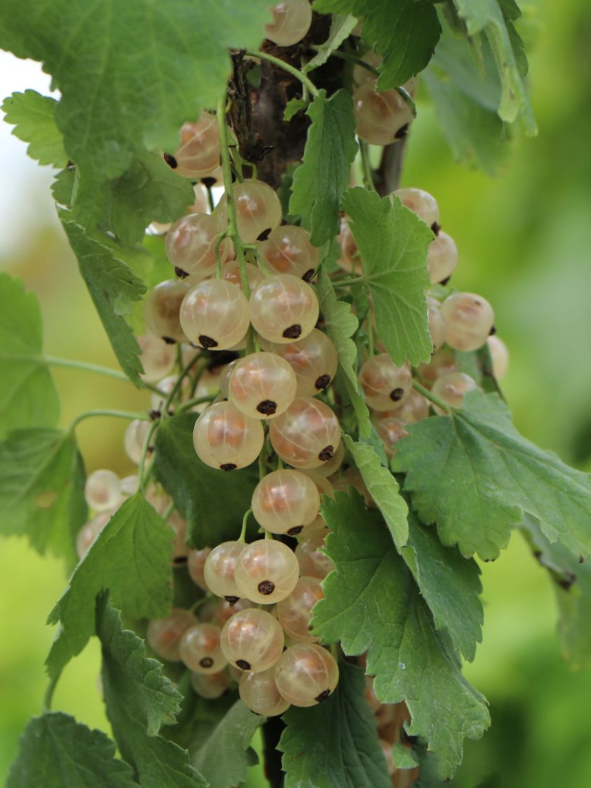 Weiße Johannisbeere 'Weiße Versailler' - Ribes rubrum 'Weiße Versailler' -  Baumschule Horstmann