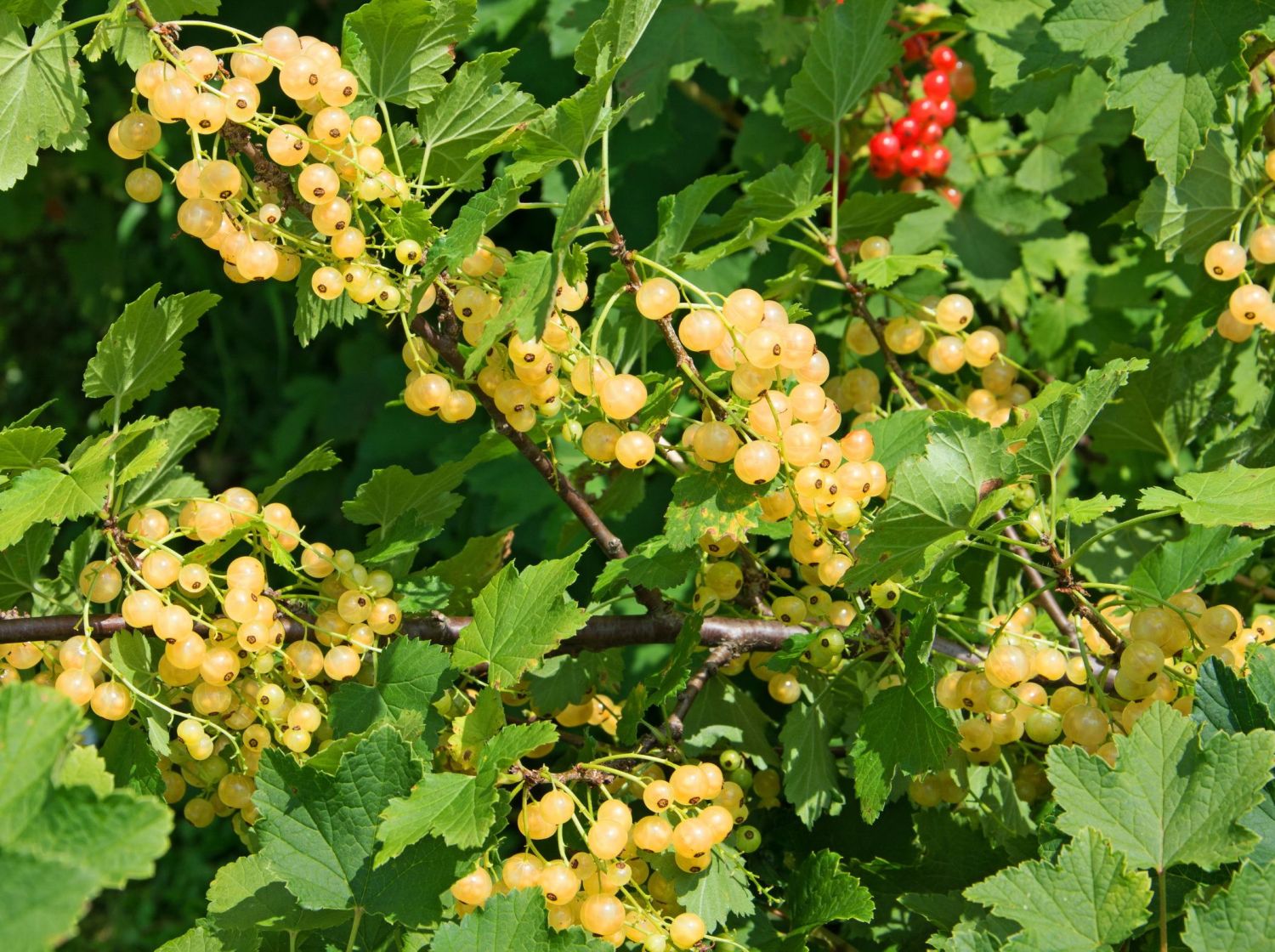 Weiße Johannisbeere 'Werdavia' - Ribes rubrum 'Werdavia' - Baumschule  Horstmann