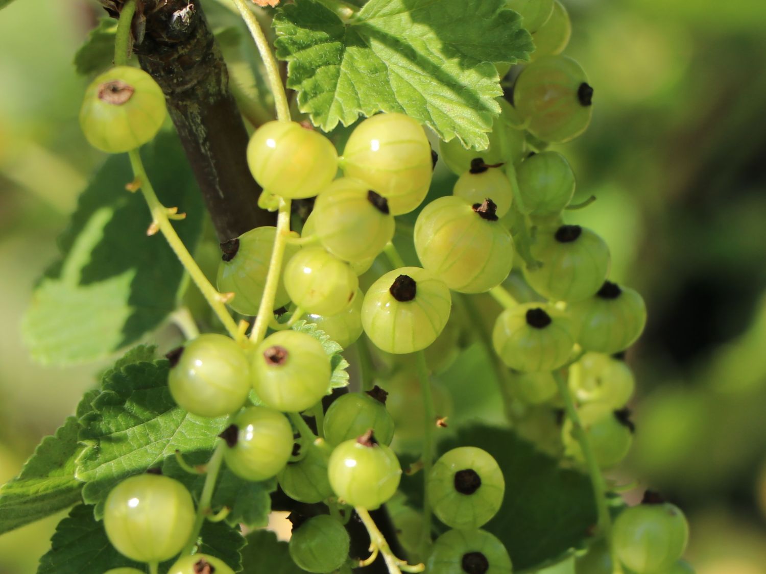 Weiße Johannisbeere 'Werdavia' - Ribes rubrum 'Werdavia' - Baumschule  Horstmann