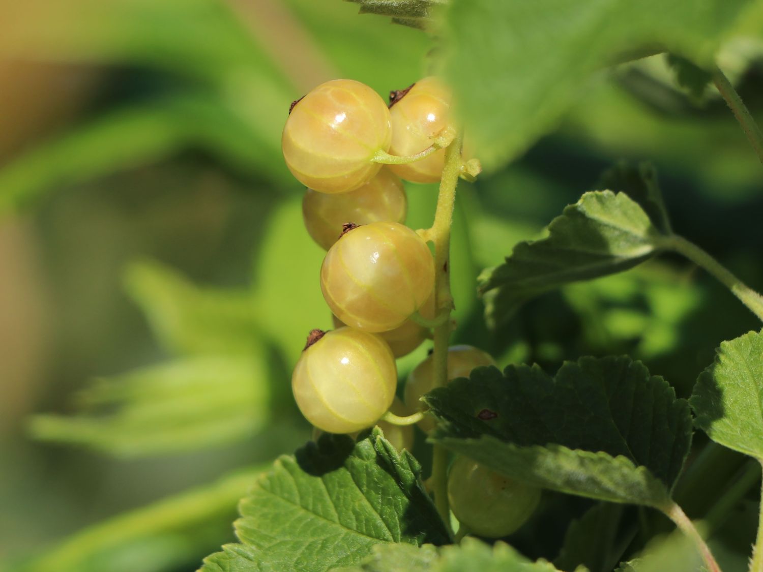 Weiße Johannisbeere 'Werdavia' - Ribes rubrum 'Werdavia' - Baumschule  Horstmann