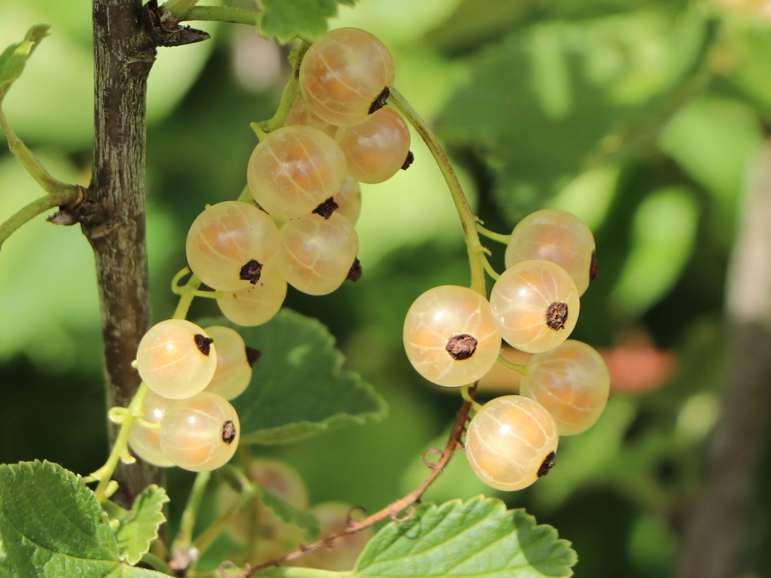 - \'Werdavia\' Weiße \'Werdavia\' rubrum Horstmann Johannisbeere - Baumschule Ribes