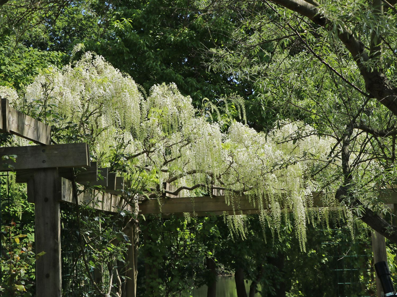 Weier Blauregen - Wisteria floribunda 'Alba' - Baumschule Horstmann