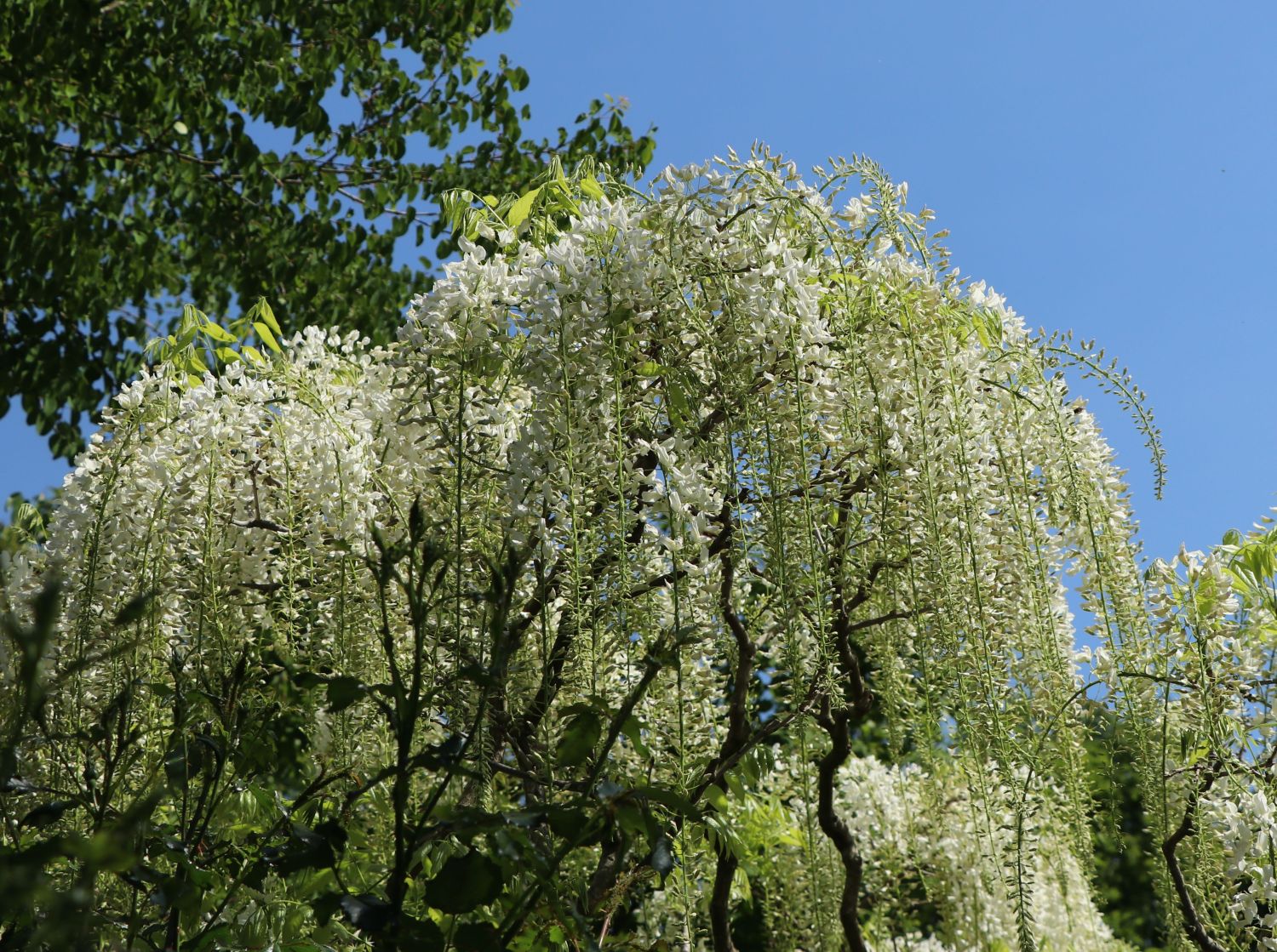 Weier Blauregen - Wisteria floribunda 'Alba' - Baumschule Horstmann