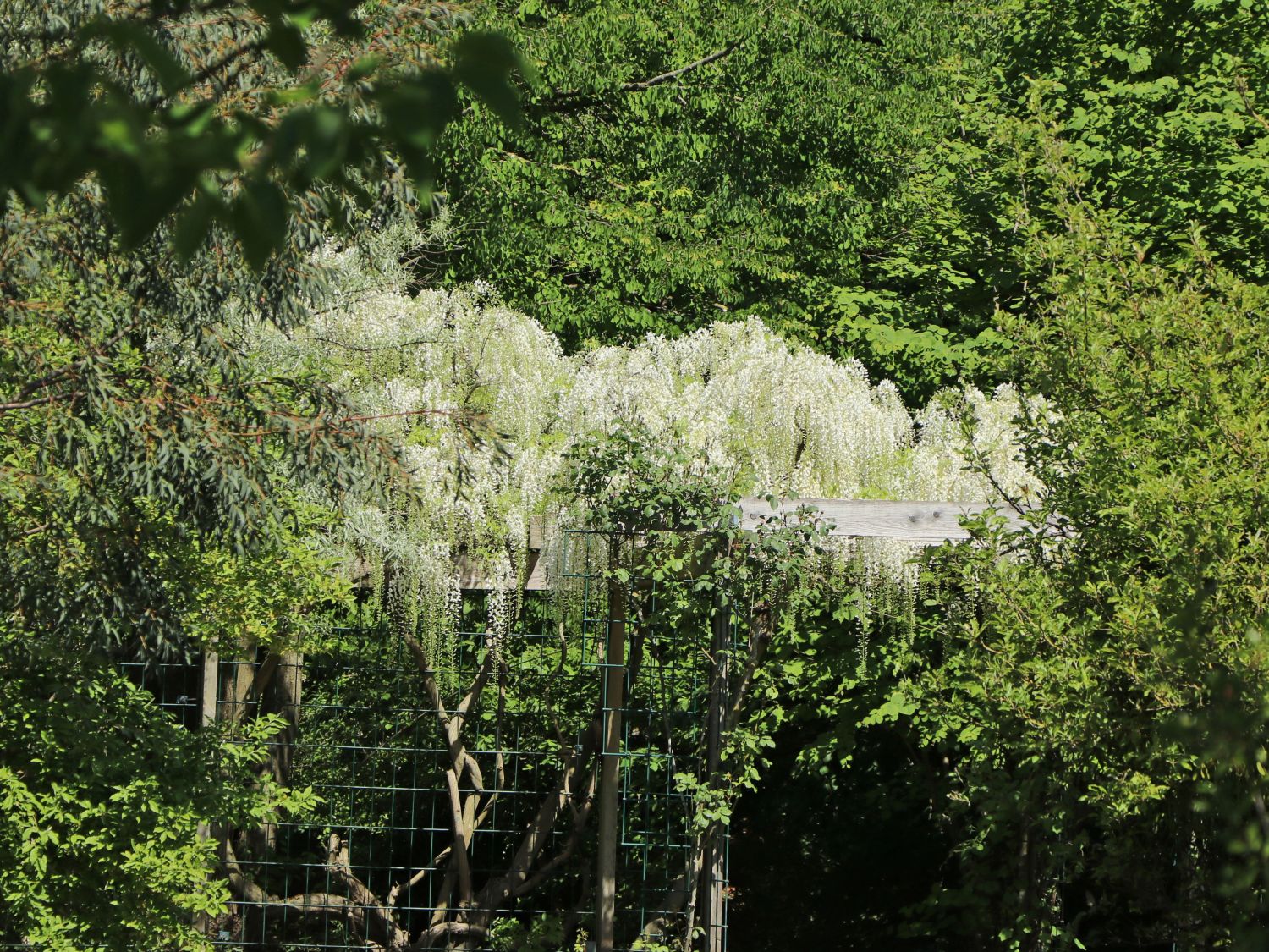 Weier Blauregen - Wisteria floribunda 'Alba' - Baumschule Horstmann