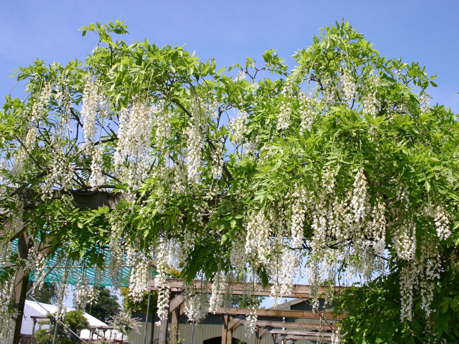 Weier Blauregen - Wisteria floribunda 'Alba' - Baumschule Horstmann