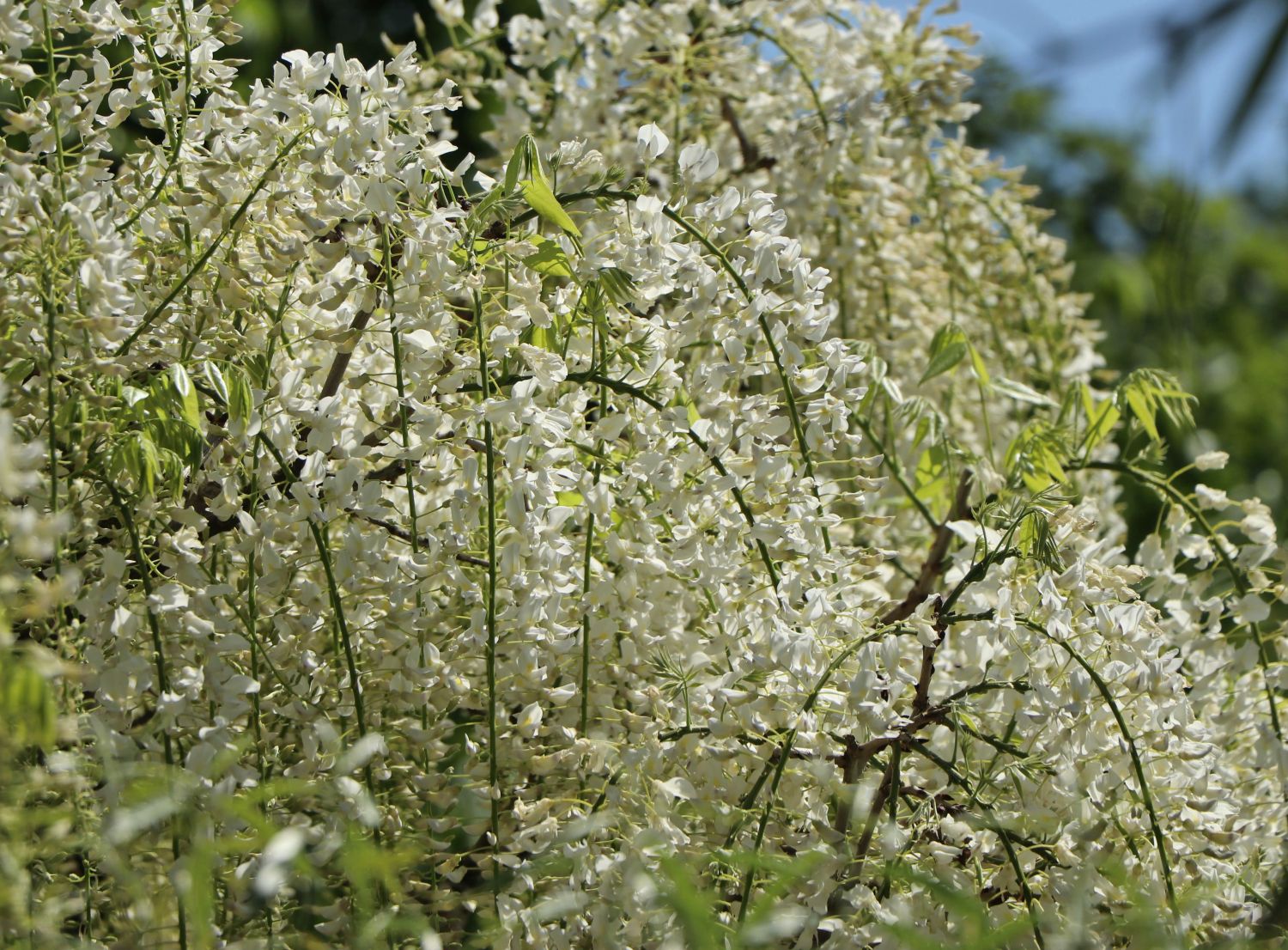Weier Blauregen - Wisteria floribunda 'Alba' - Baumschule Horstmann
