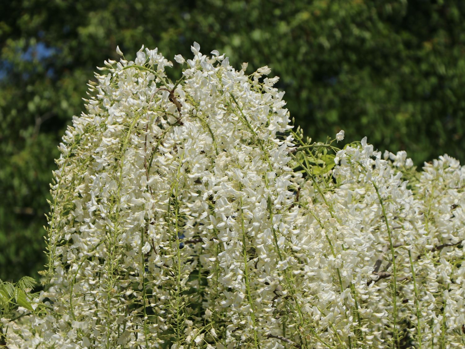 blauregen baum giftig Chinesischer Blauregen auf Stamm - Wisteria sinensis