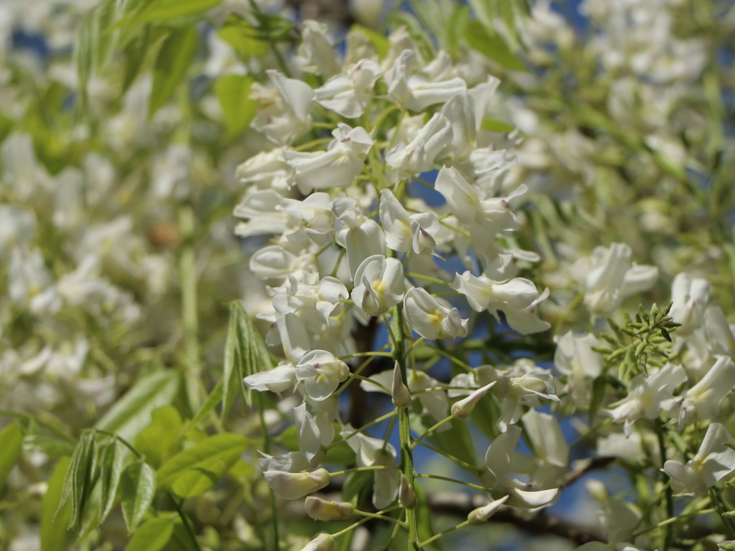 Weier Blauregen - Wisteria floribunda 'Alba' - Baumschule Horstmann