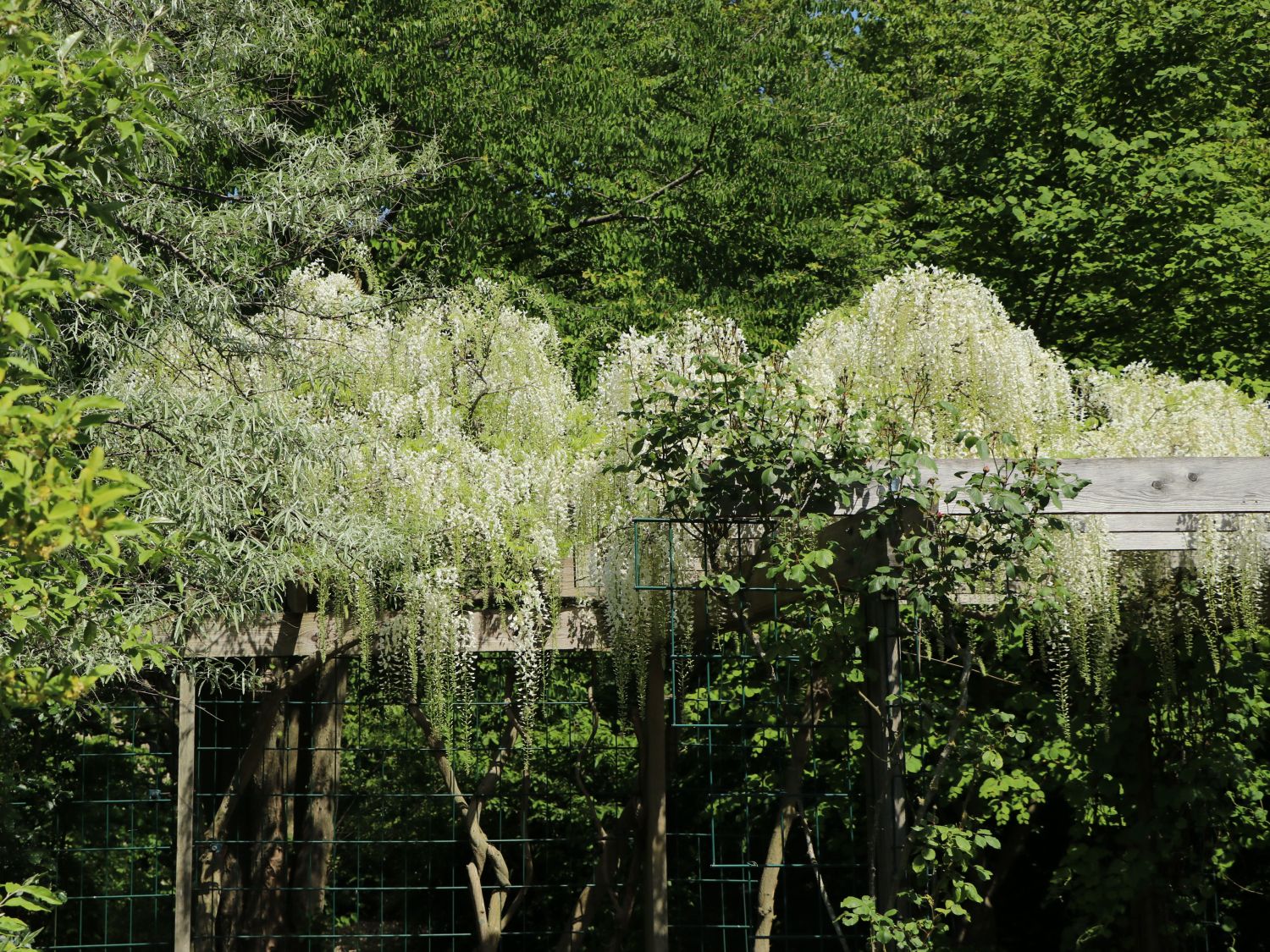 Weier Blauregen - Wisteria floribunda 'Alba' - Baumschule Horstmann