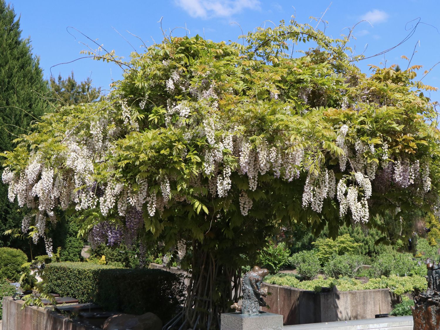 Frische Samen Prefekte als eine Baum Wisteria Afrikanischer Wisteria 