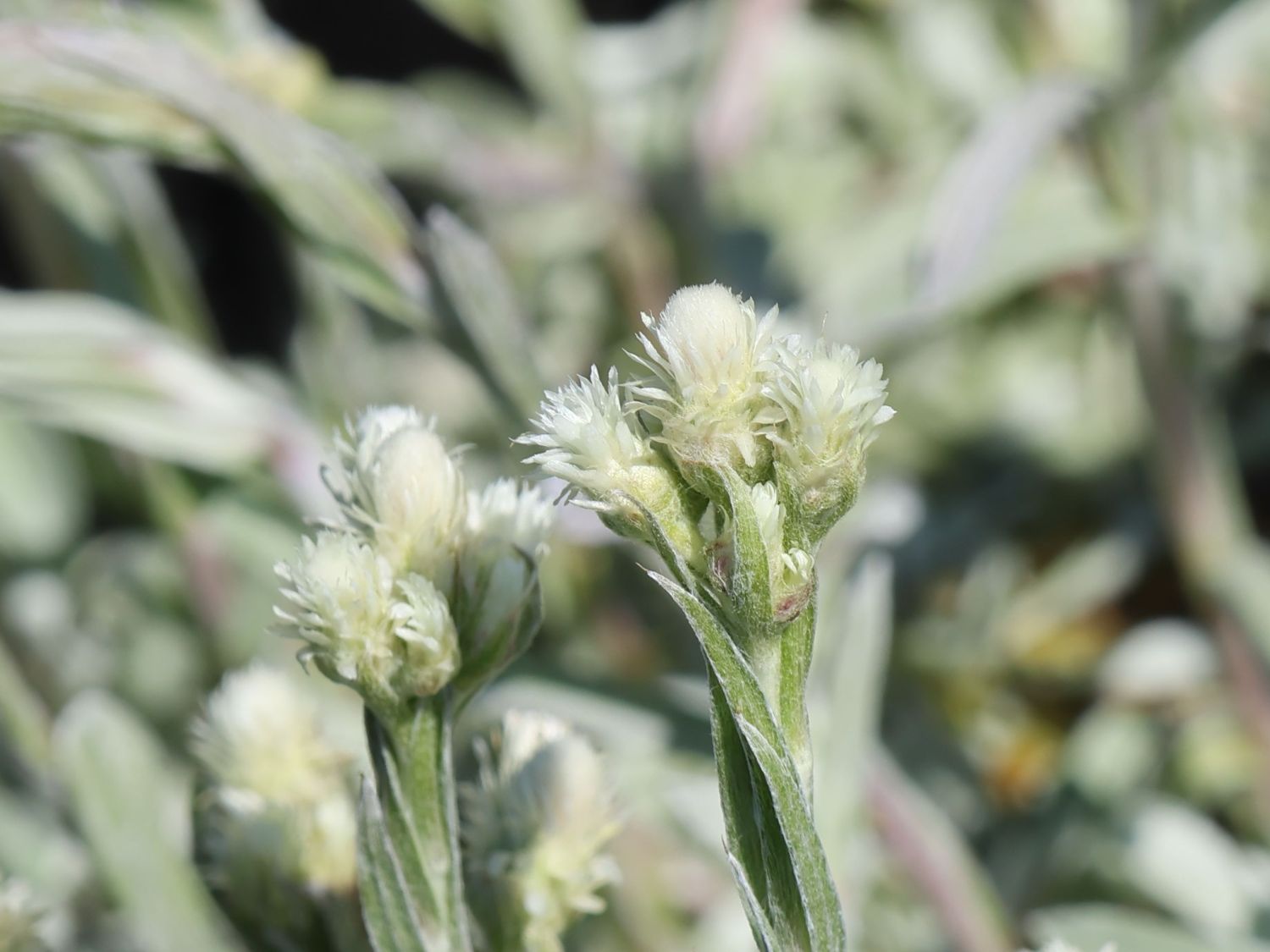 Weißes Katzenpfötchen 'Alba' - Antennaria dioica 'Alba'