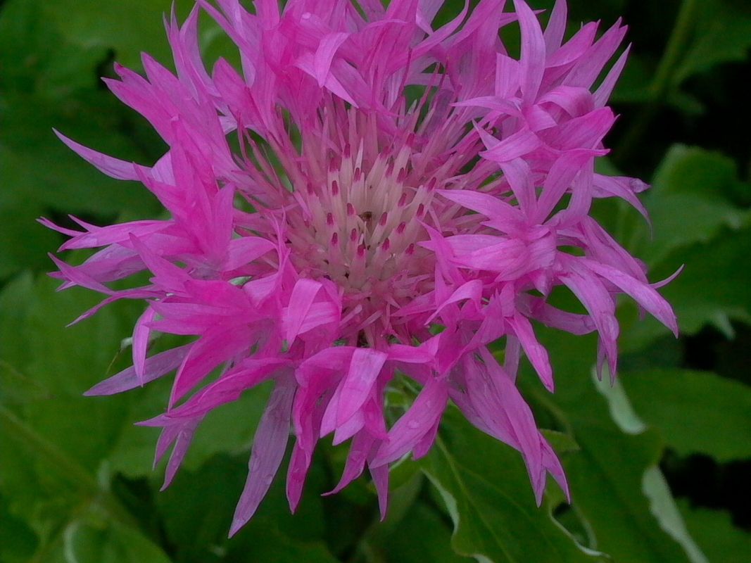 Weißfilzige Flockenblume 'John Coutts'